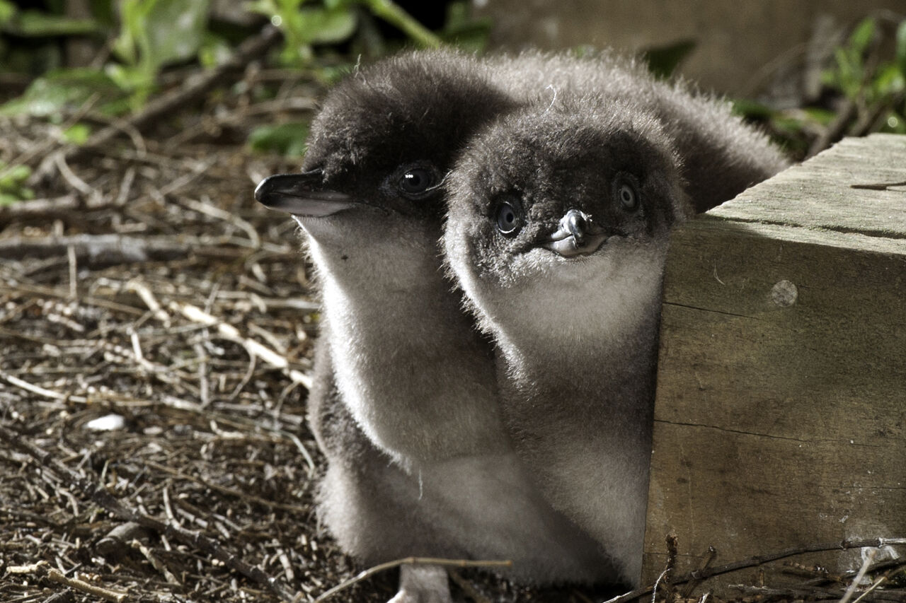NP SP DPEPC 82 Penguin Parade crop DSC3139