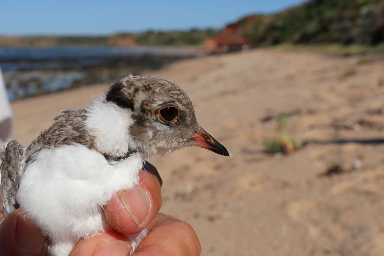 Hooded plover research