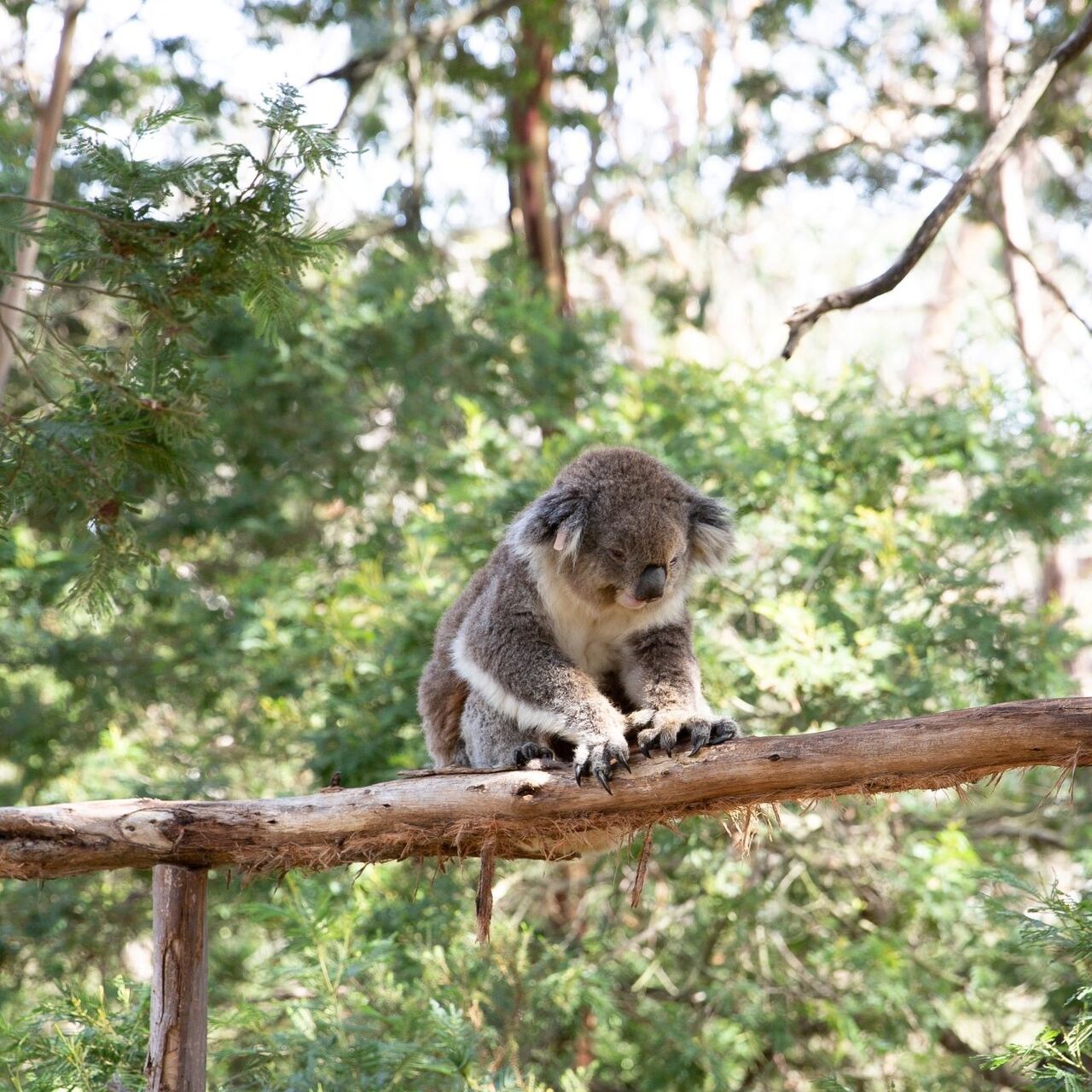 Koala reserve