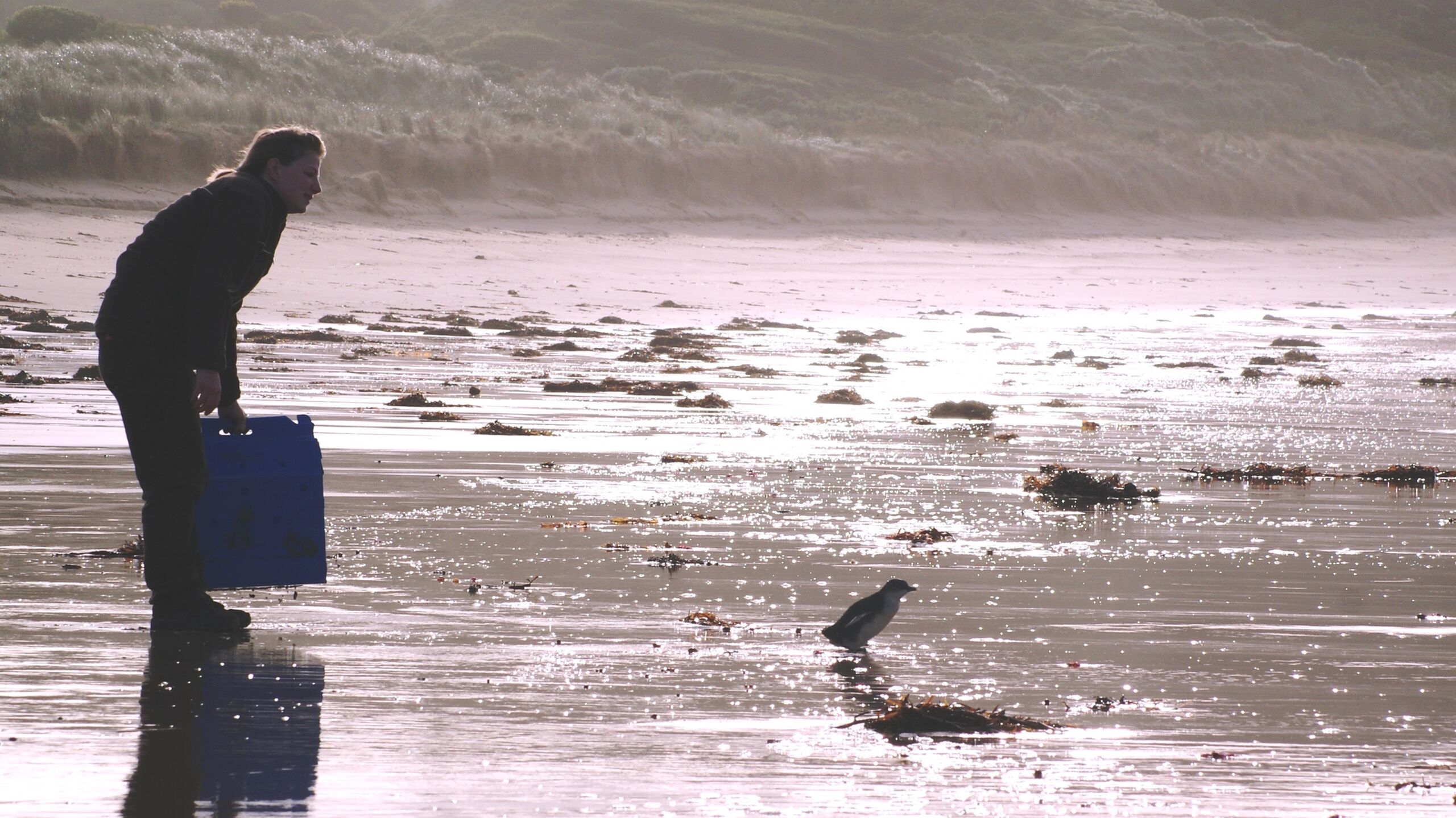 Little penguin release at Summerland Beach by wildlife officer Rosie Fennell