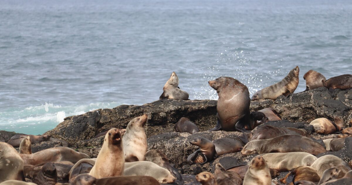 Penguin Foundation • Impact of vessel noise on the Australian fur seal ...