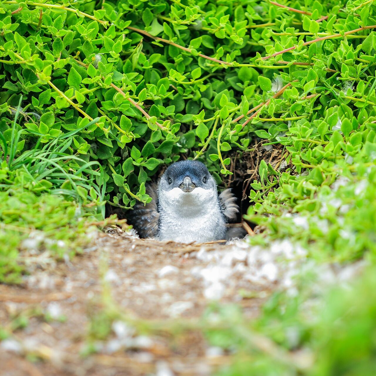 NP PP SS shutterstock 389999119