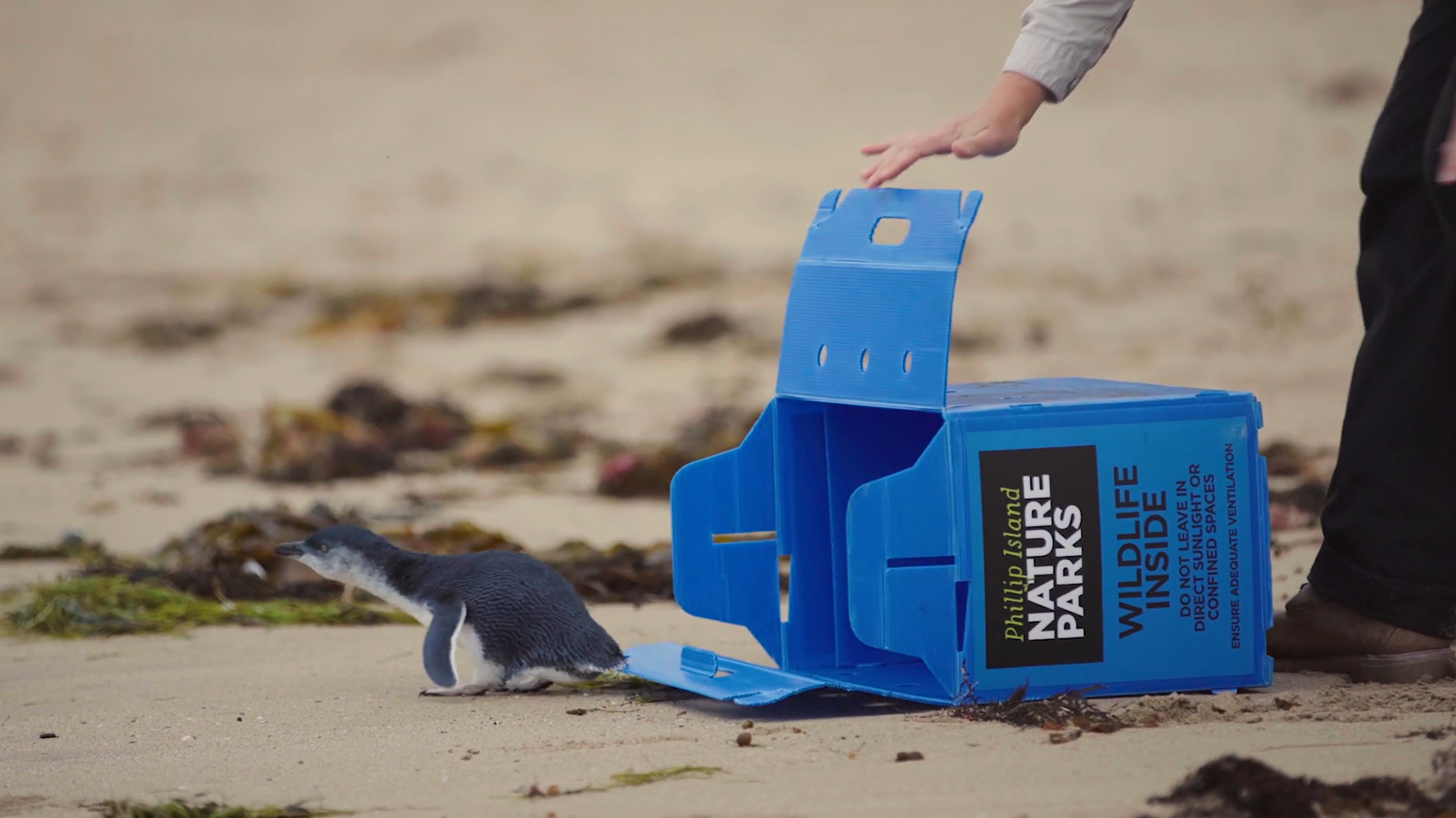 3897441410release at the beach