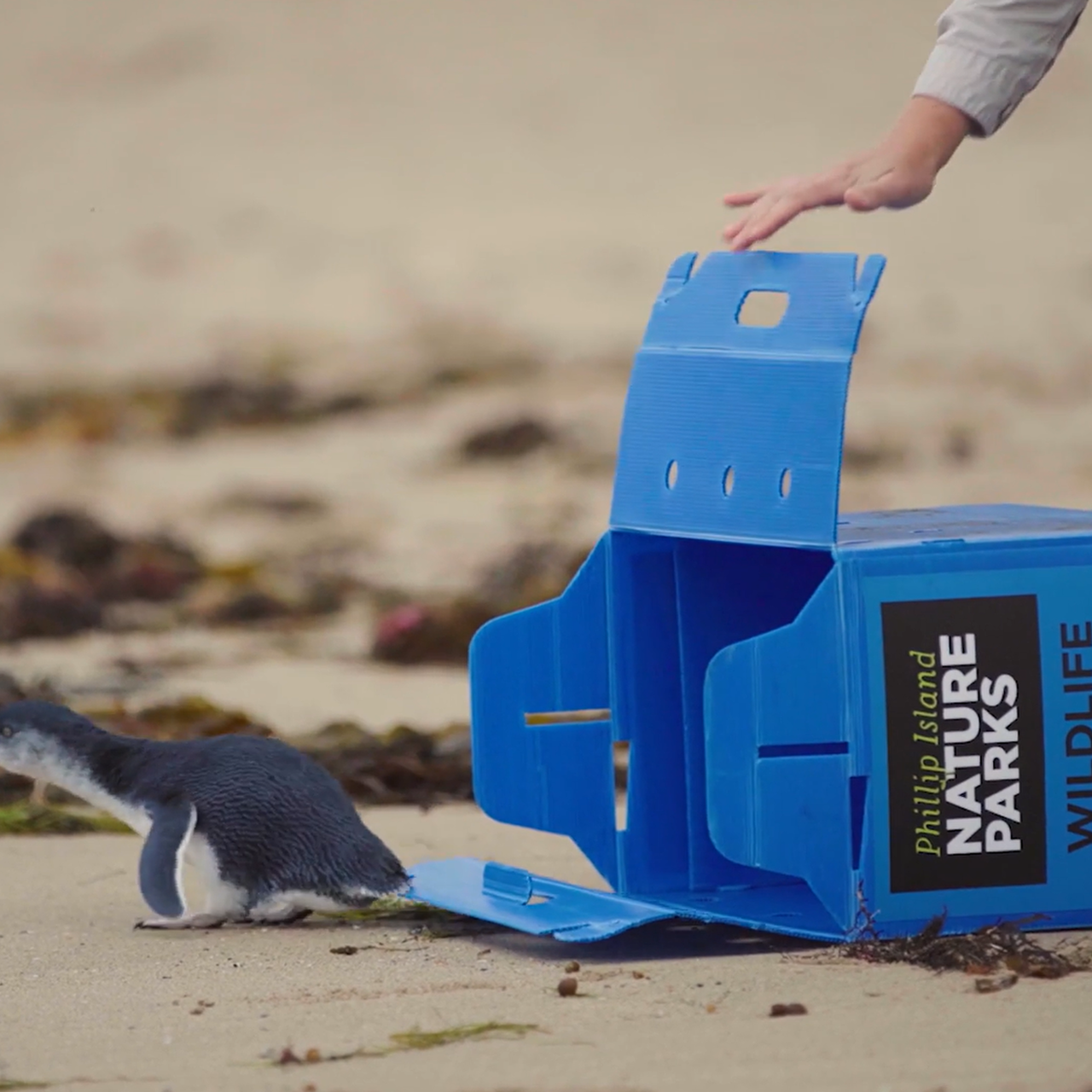 3897441410release at the beach