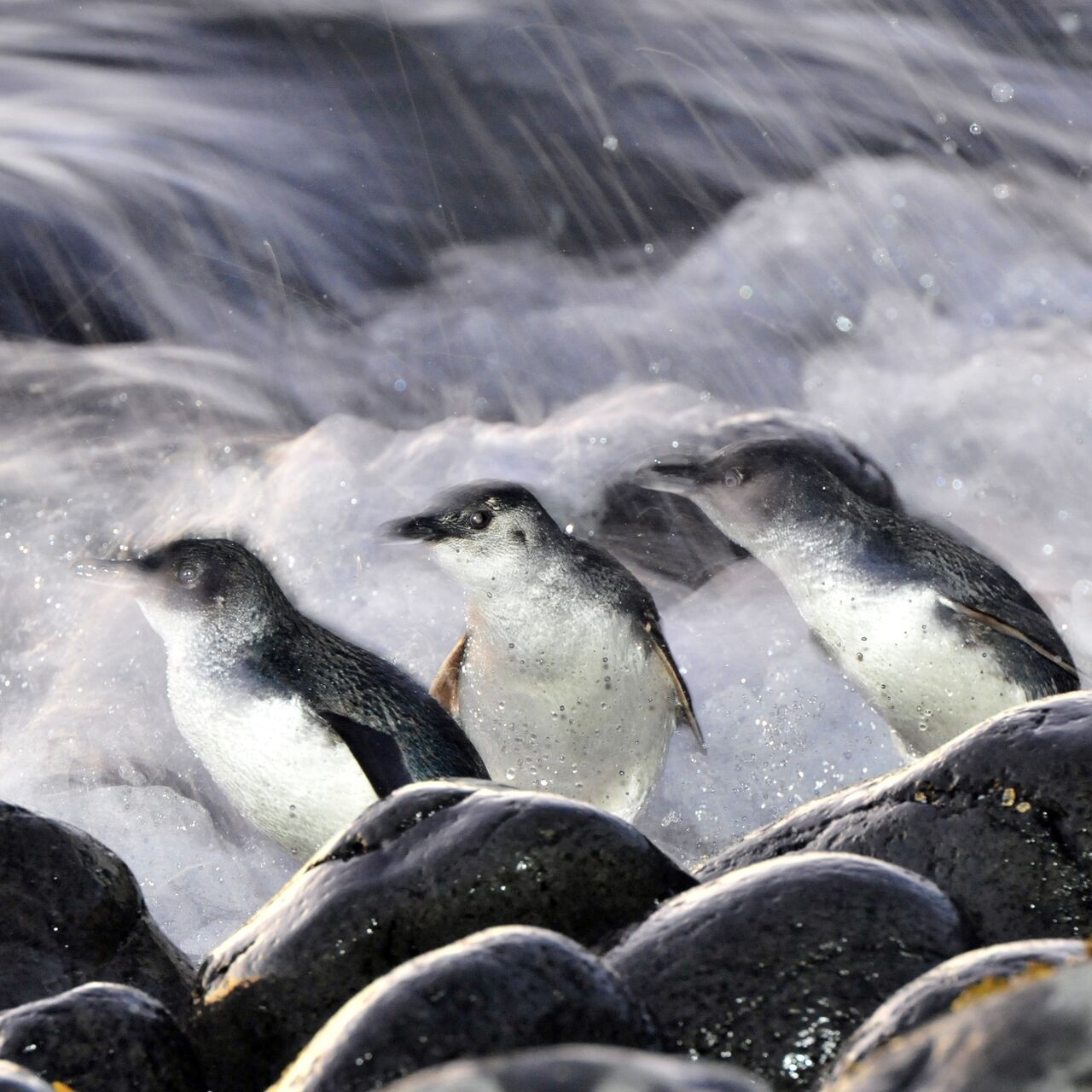 NP SP DPEPC 404 DSC7818