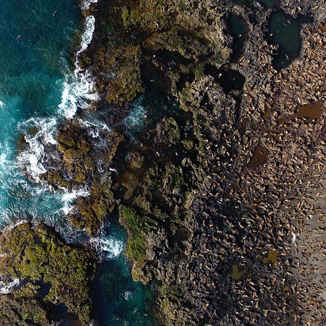 NP SR Seal Rocks Drone Dec 2016 with Peng2