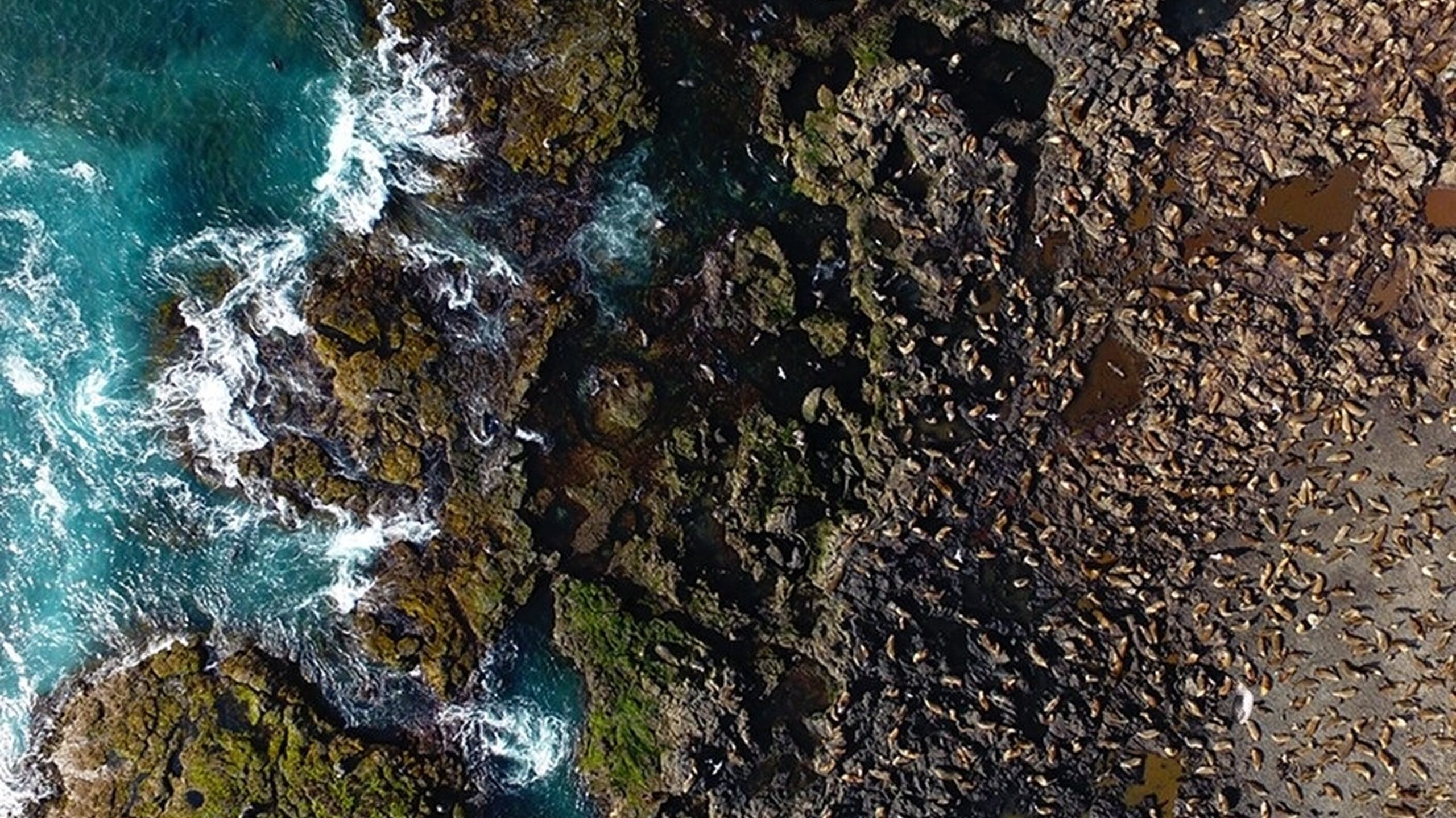 NP SR Seal Rocks Drone Dec 2016 with Peng2