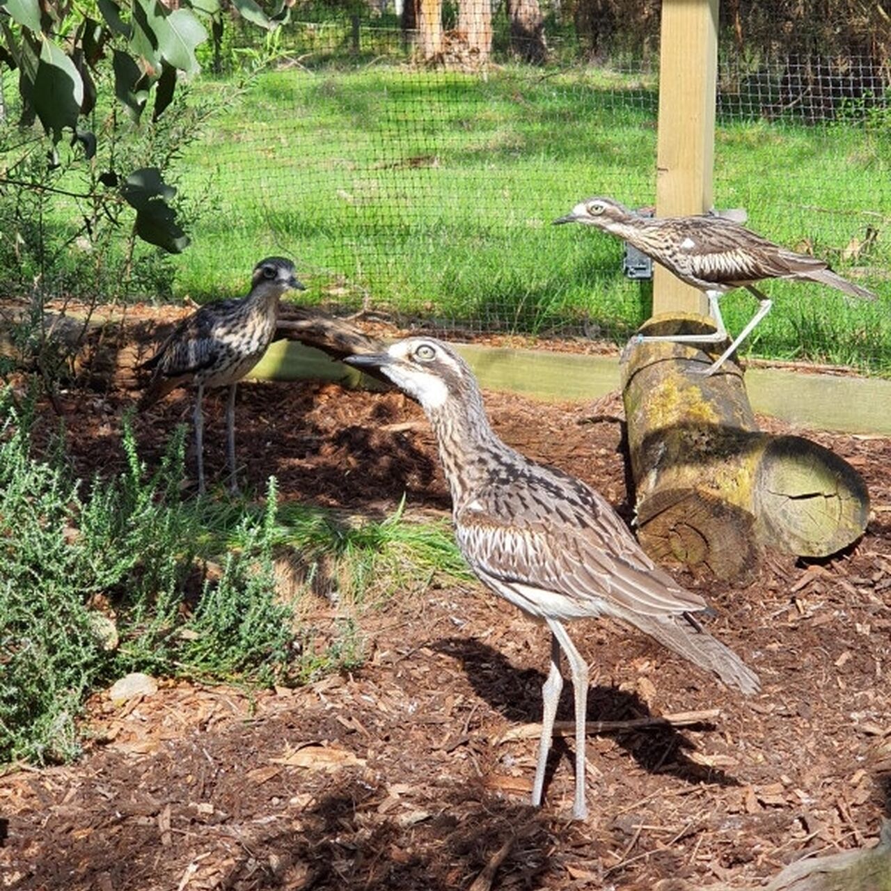 14 Resized Image Wz Yw M Cw4 MD Bd BSC aviary