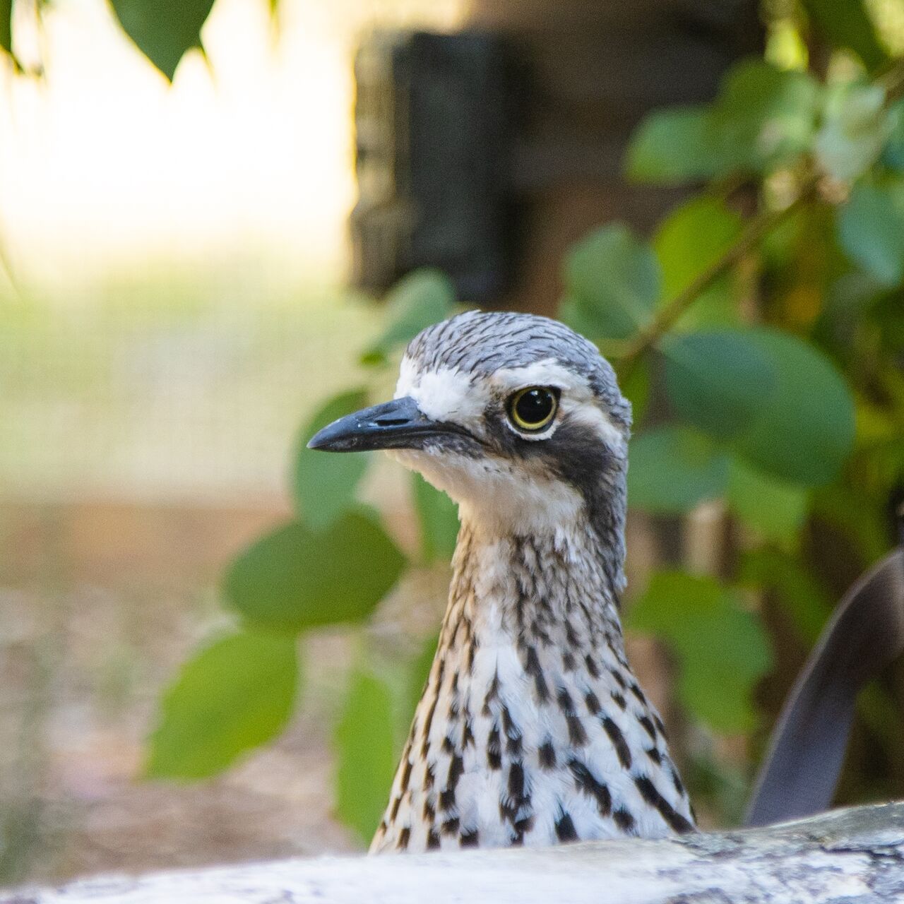 NP KCR Bushstone Curlews 12