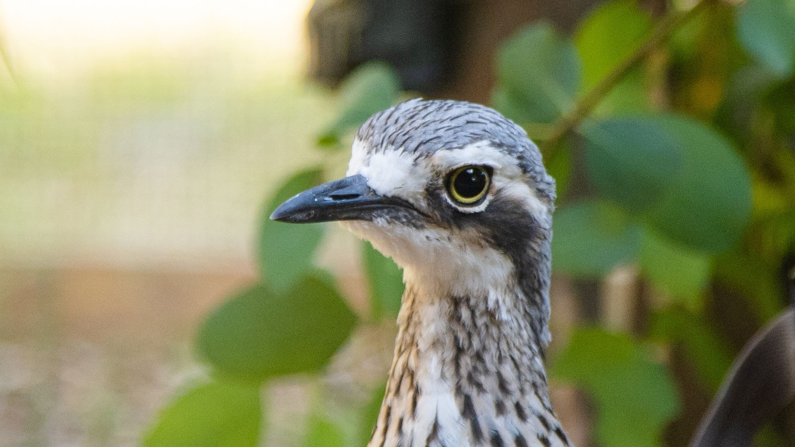 NP KCR Bushstone Curlews 12