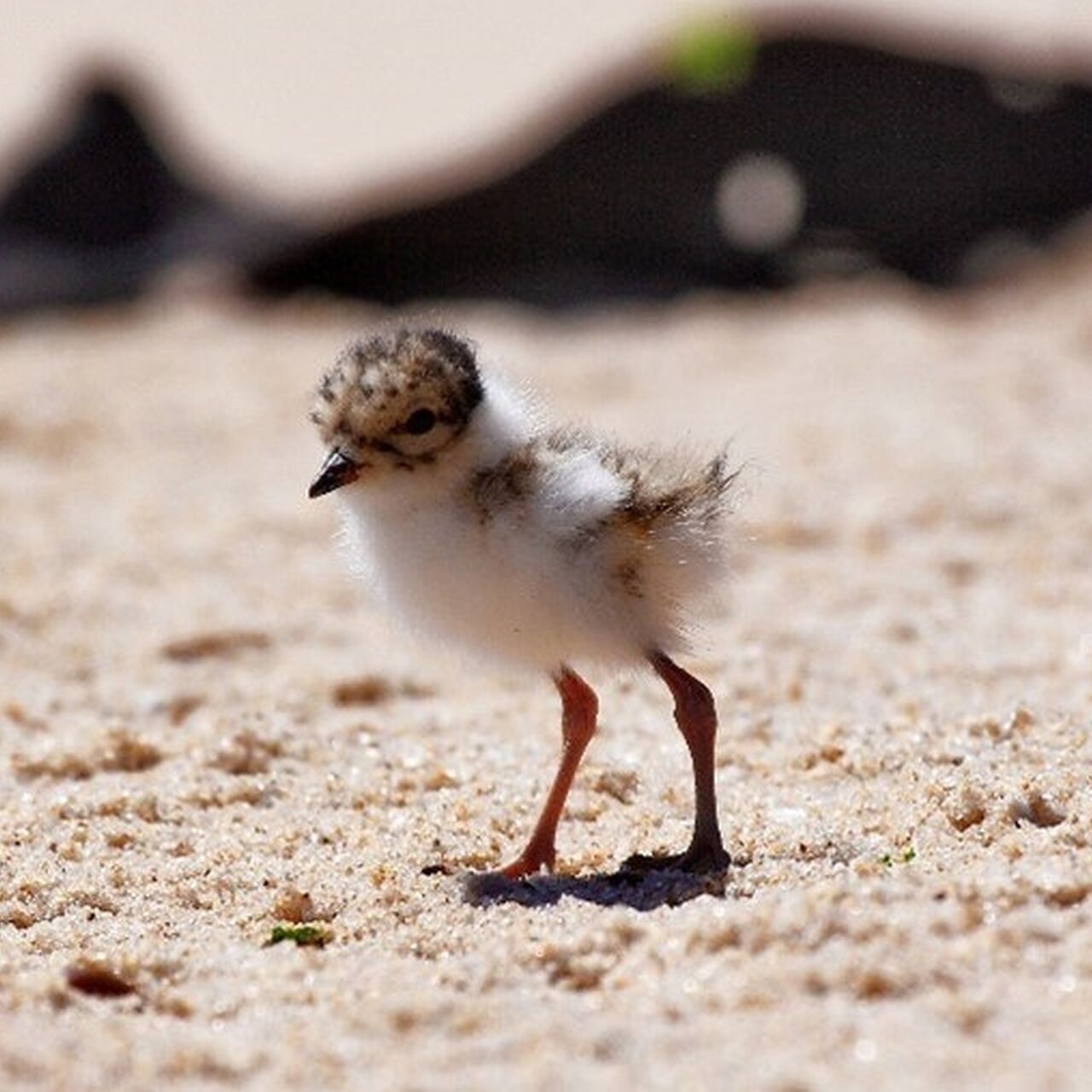 NP GE Hoodie Chick Glenn Ehmke