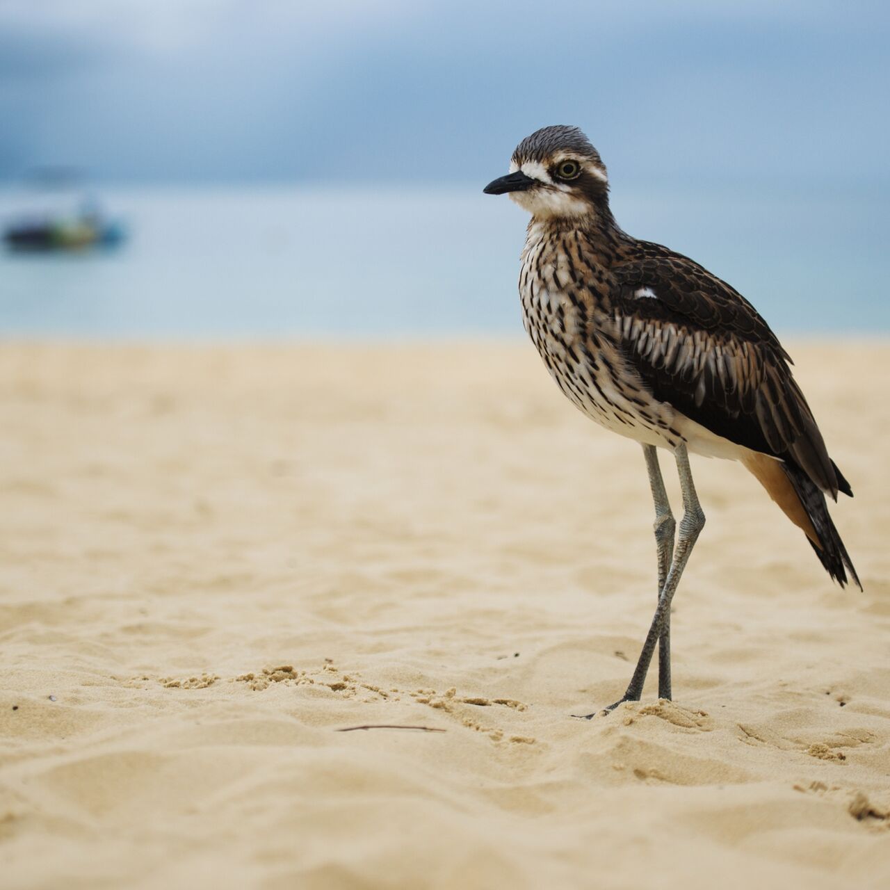 NP SS Bush stone Curlew shutterstock 610063742