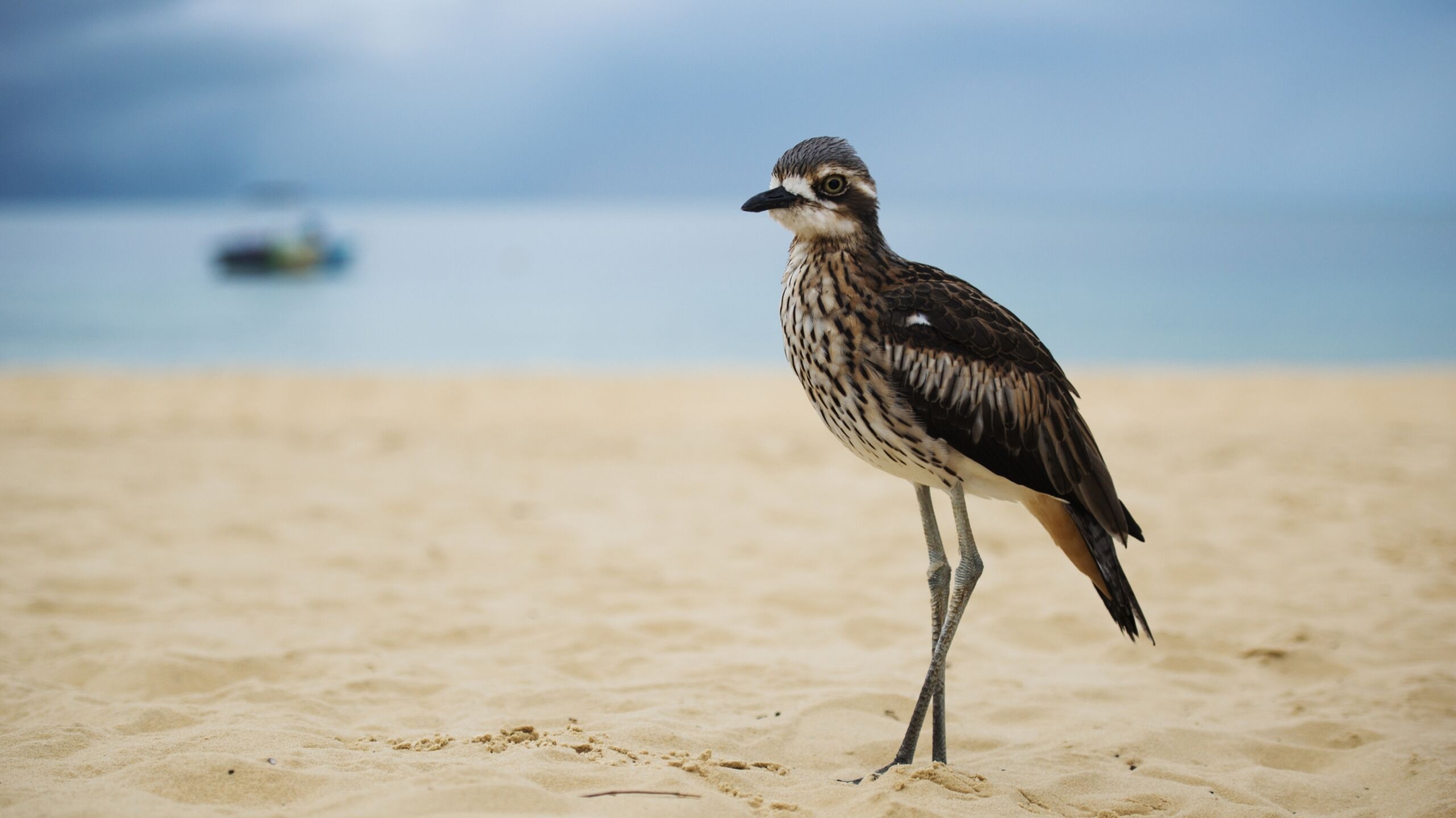 NP SS Bush stone Curlew shutterstock 610063742