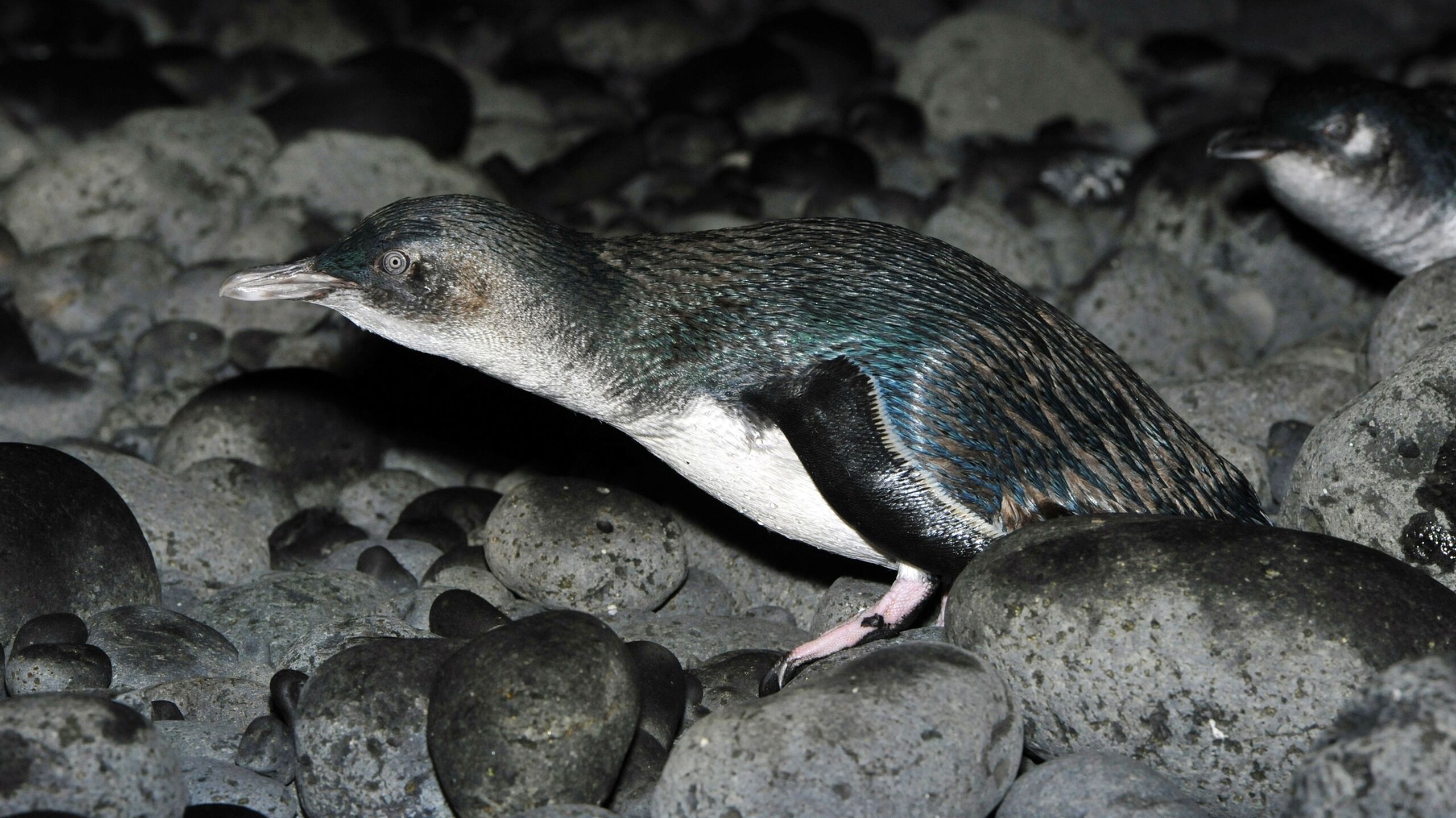 NP SP DPEPC 404 DSC8046