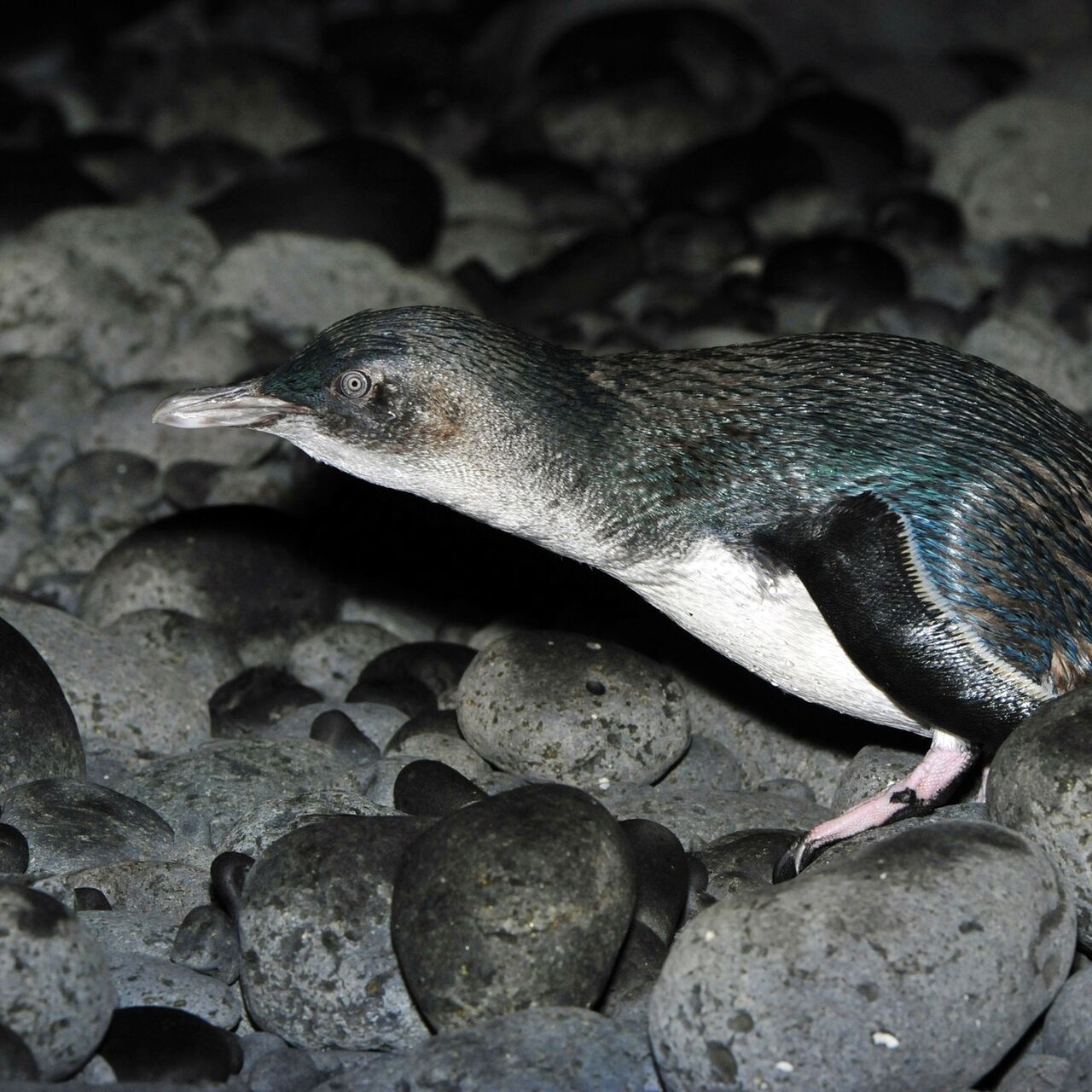 NP SP DPEPC 404 DSC8046