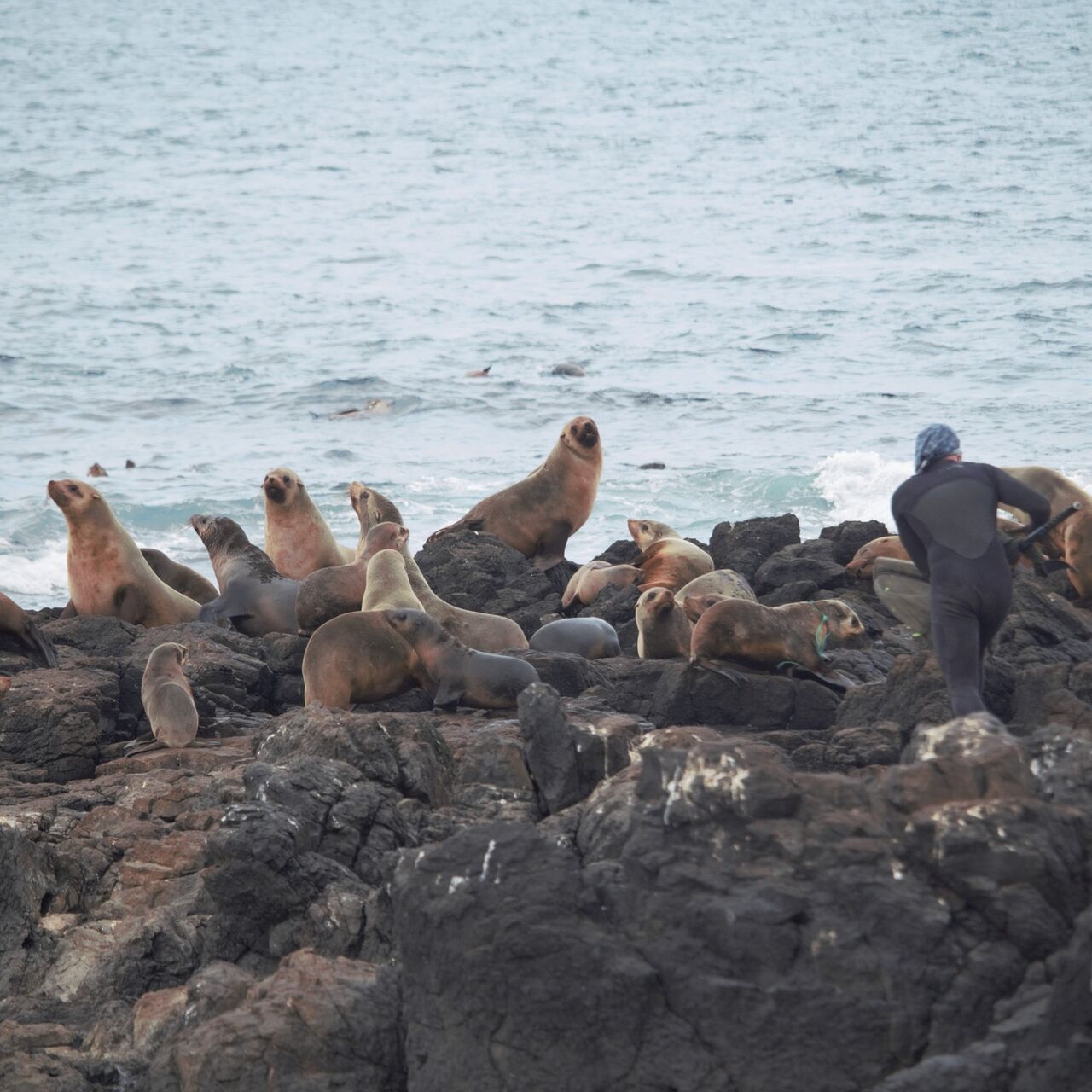 Green Net Catch Attempt May 24