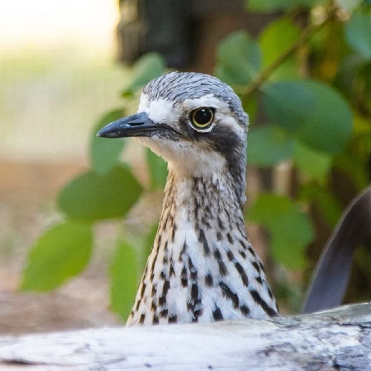 NP KCR Bushstone Curlews 12 1