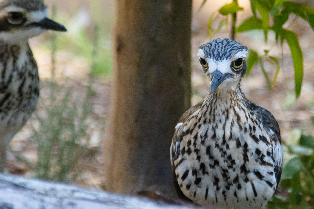 NP KCR Bushstone Curlews 2 1