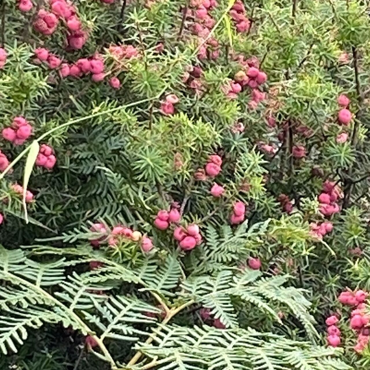 NP Crimson Berry IMG 2797a