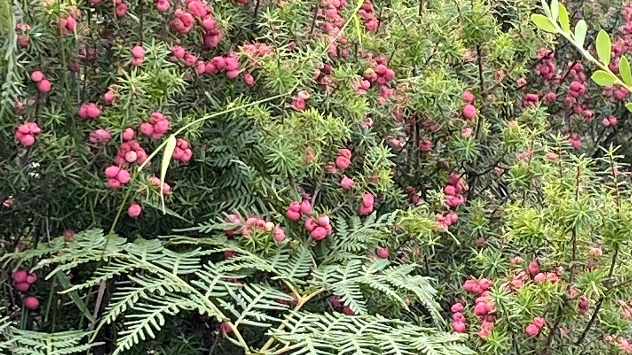 NP Crimson Berry IMG 2797a