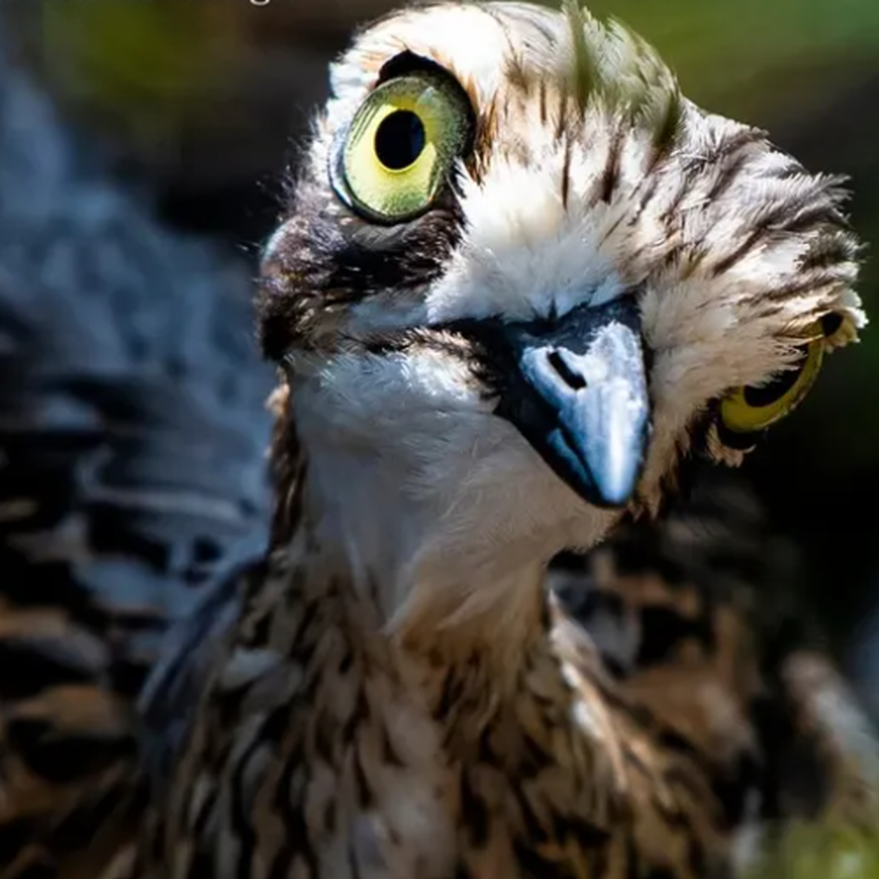 Screenshot 2025 03 05 113223crop