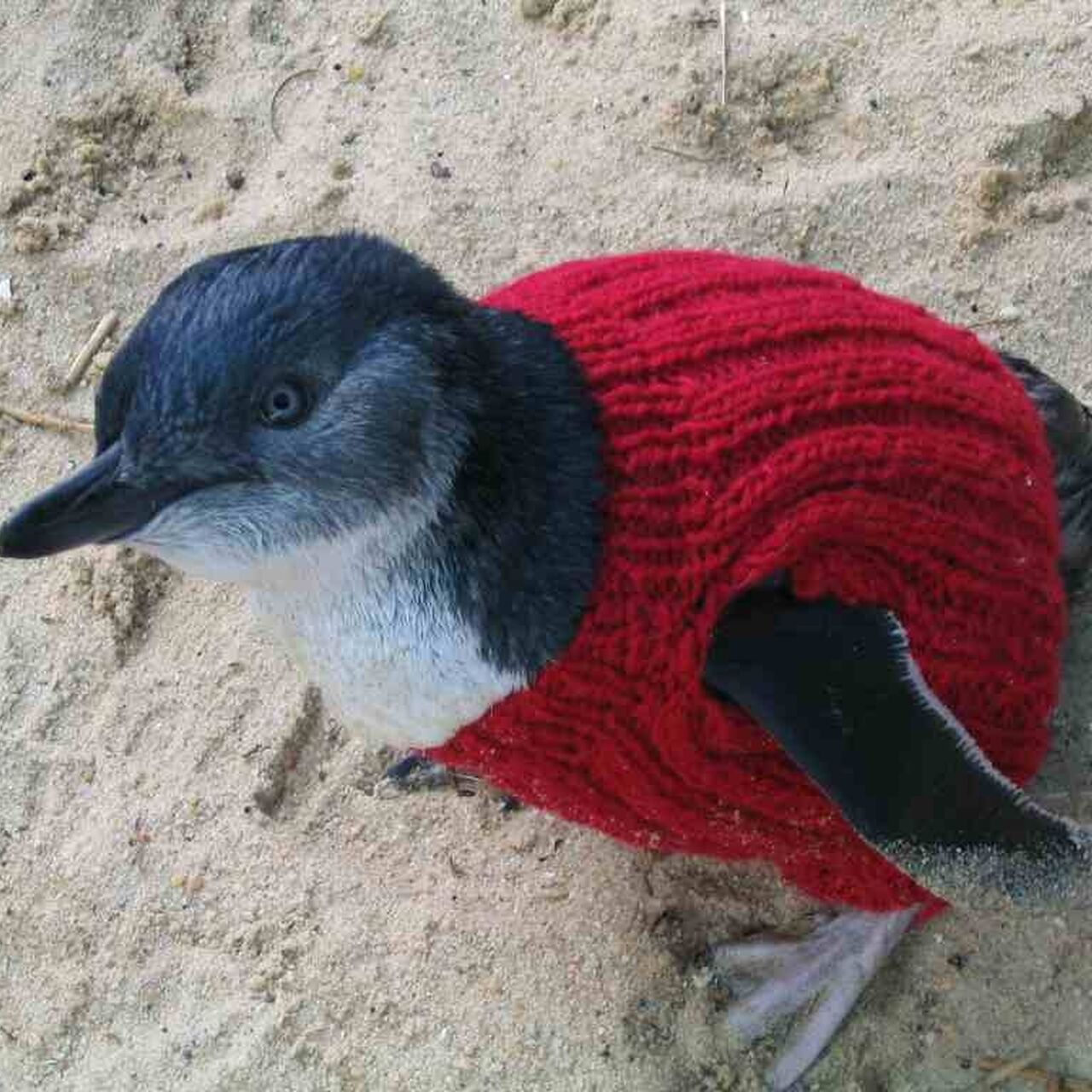 Penguin red jumper
