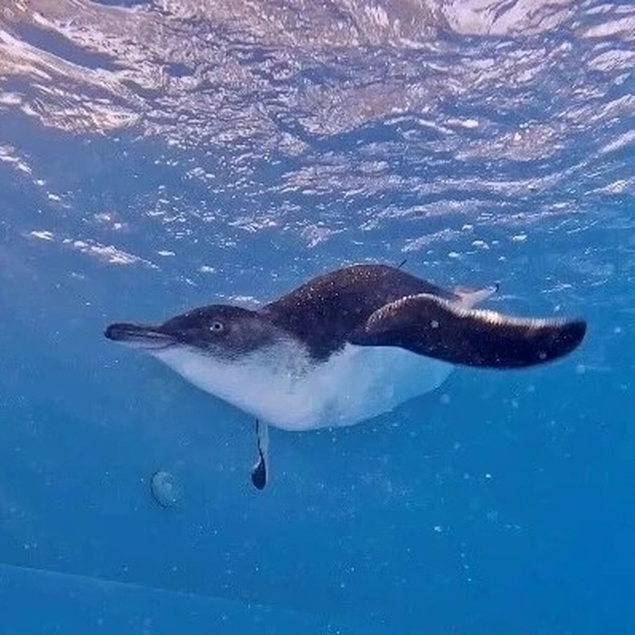 Penguin in rehab pool