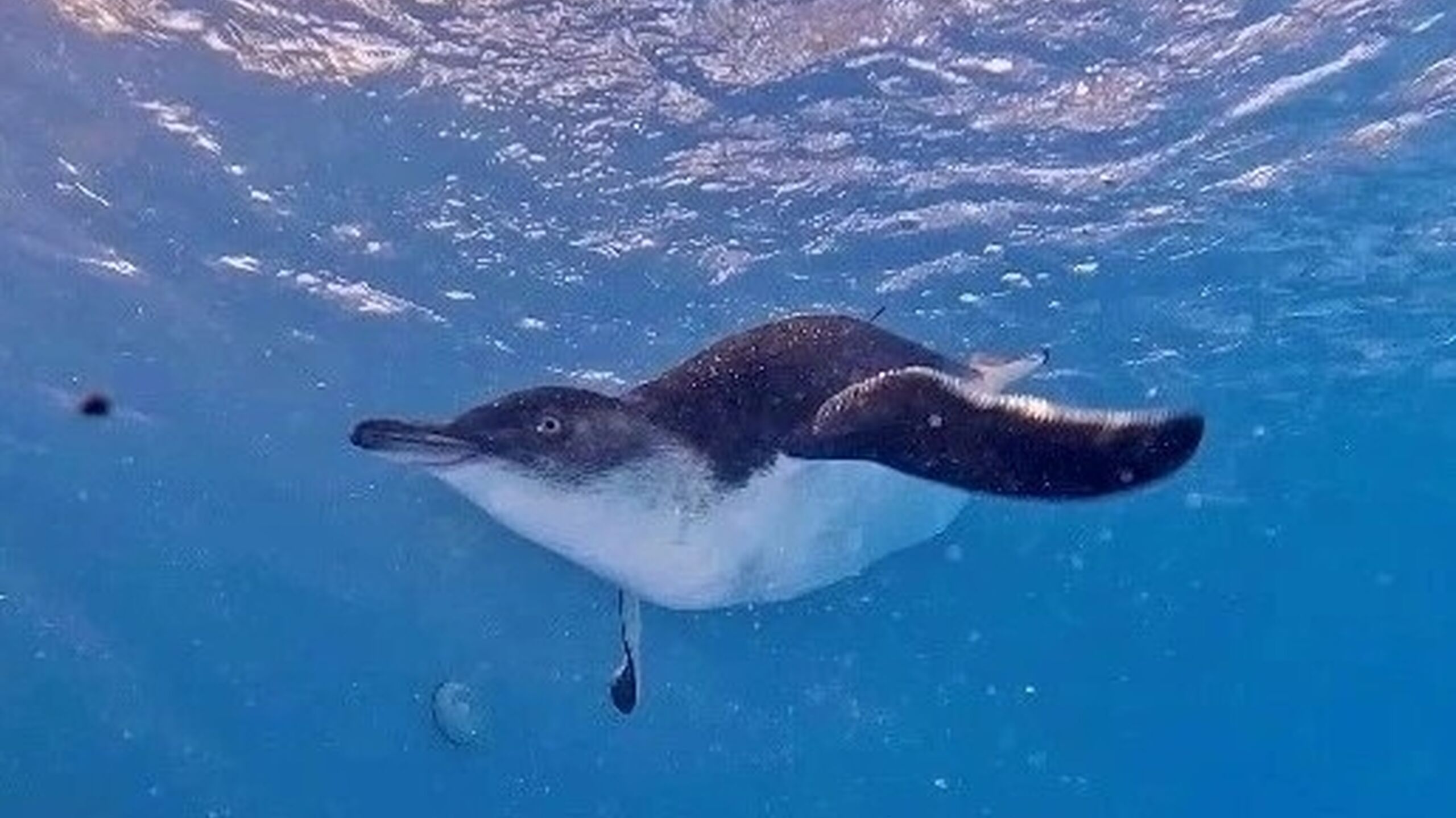 Penguin in rehab pool