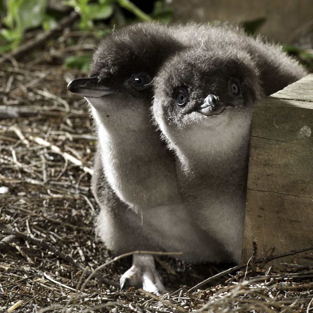 NP SP DPEPC 82 Penguin Parade crop DSC3139