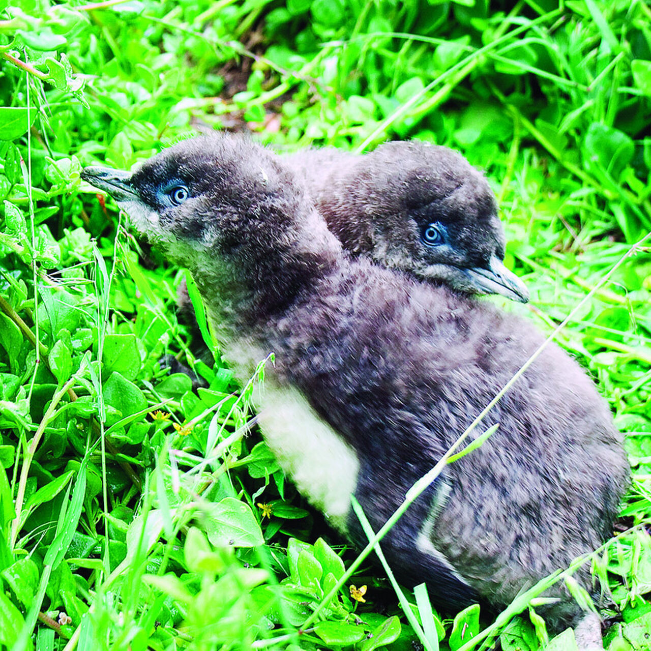 NP SP PP11032005003 11