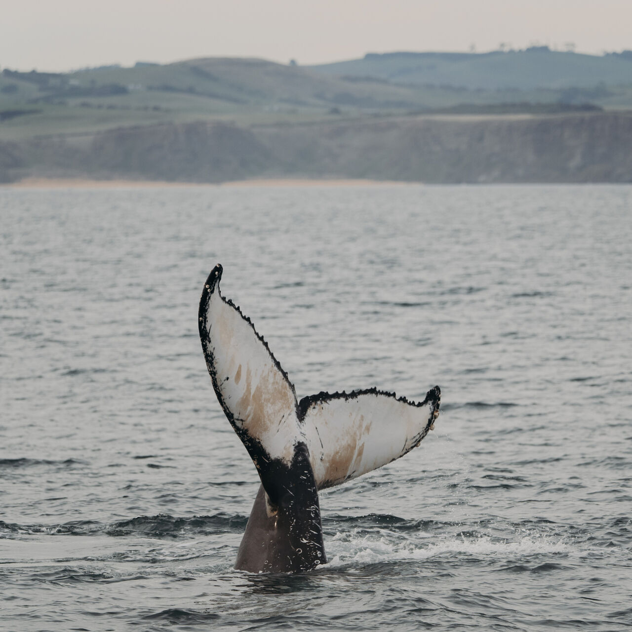 Whale Tail off Phillip Island Coast