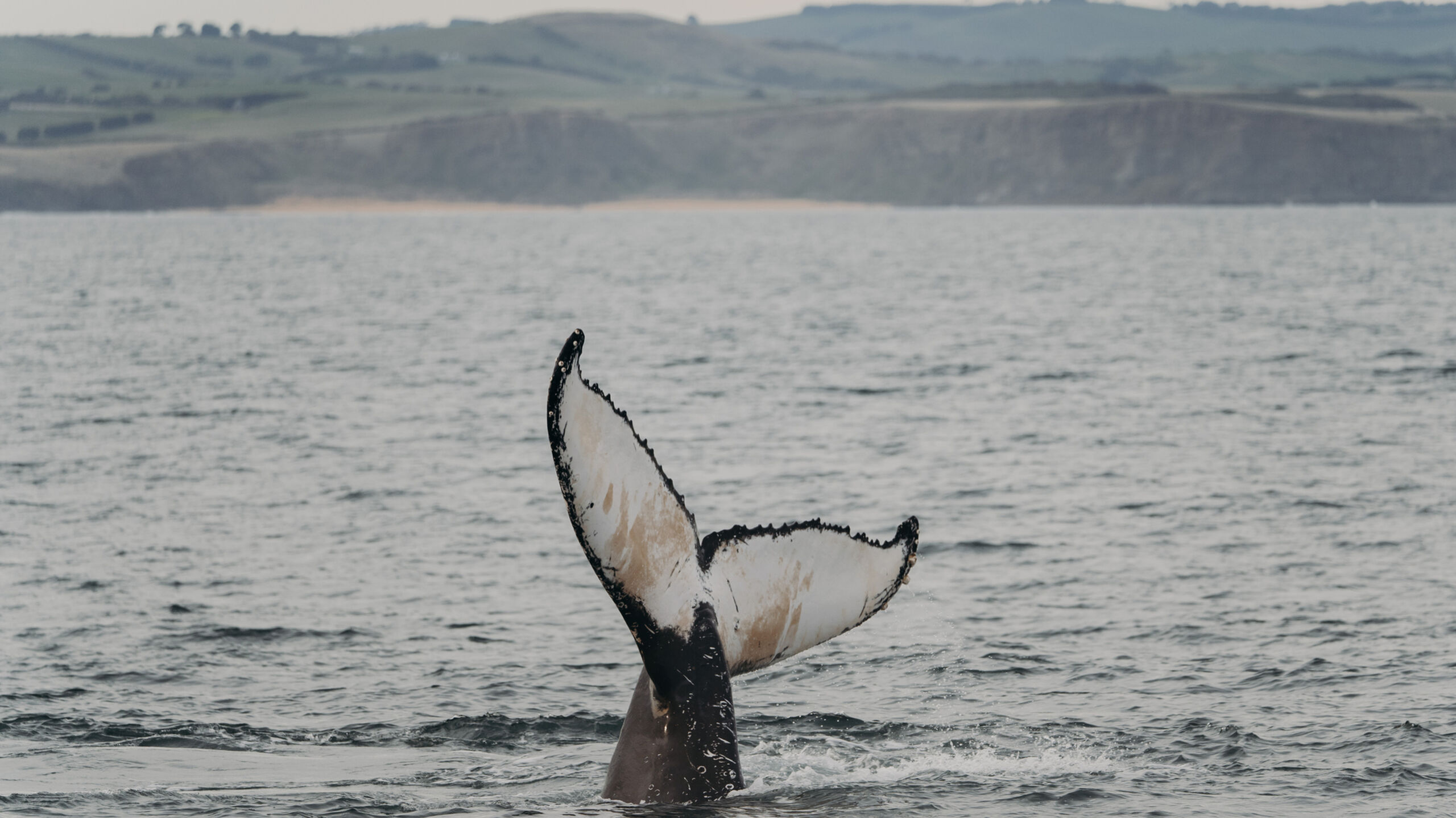Whale Tail off Phillip Island Coast