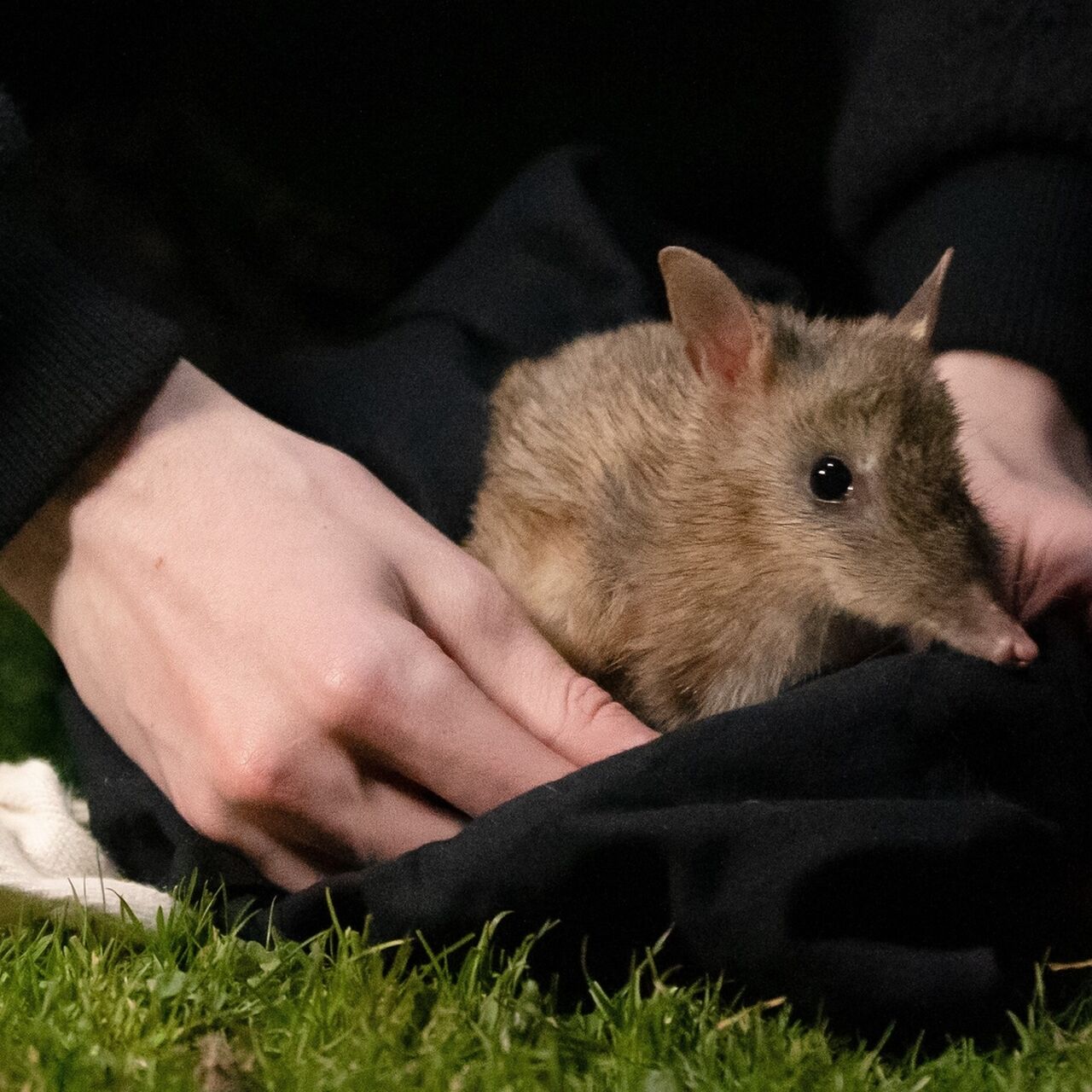 NP CI JS PINP EBB Trapping 10082022 17 1