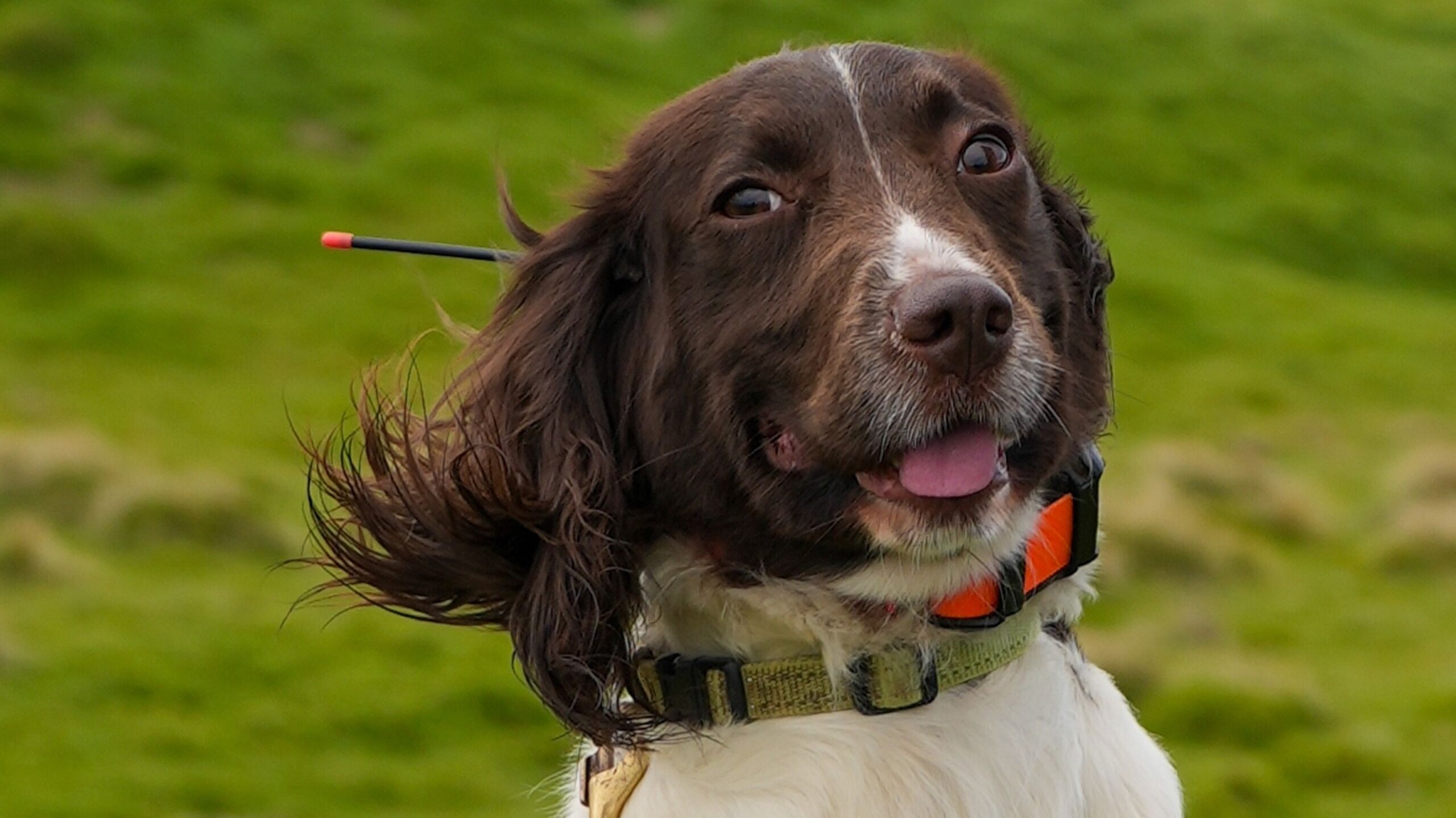 NP Conservation Fox Dog Demo Summerlands edm crop
