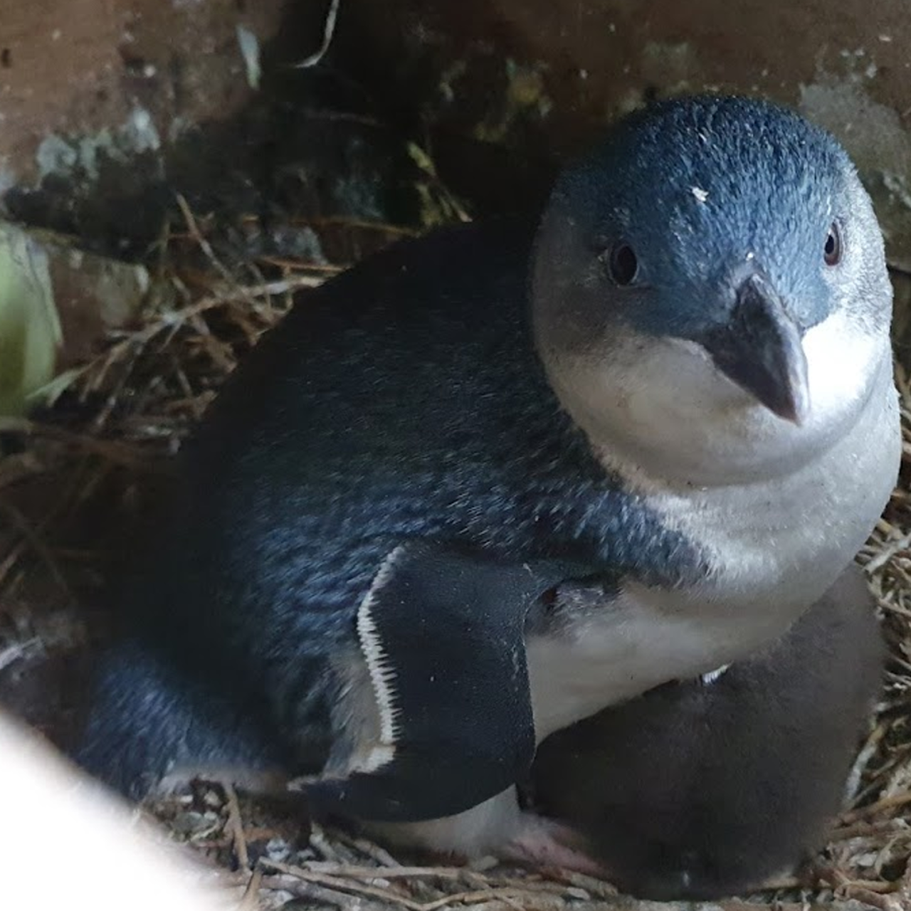 NP SP adult on chick