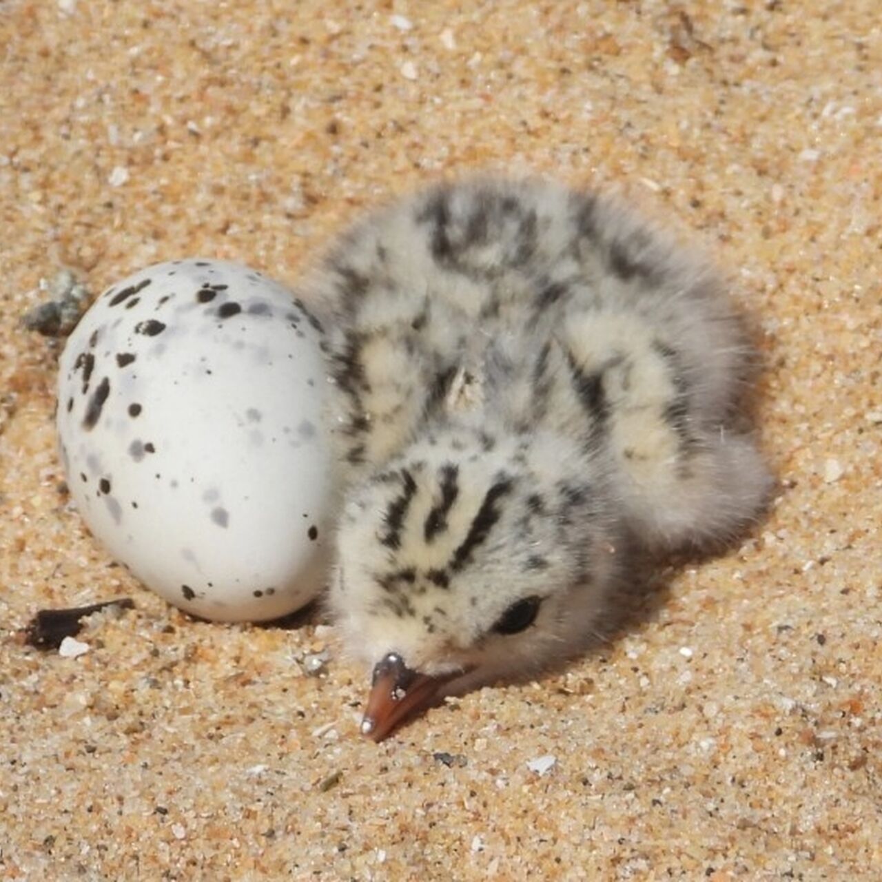 576212954 1253625606806027 5488173566784708682 n