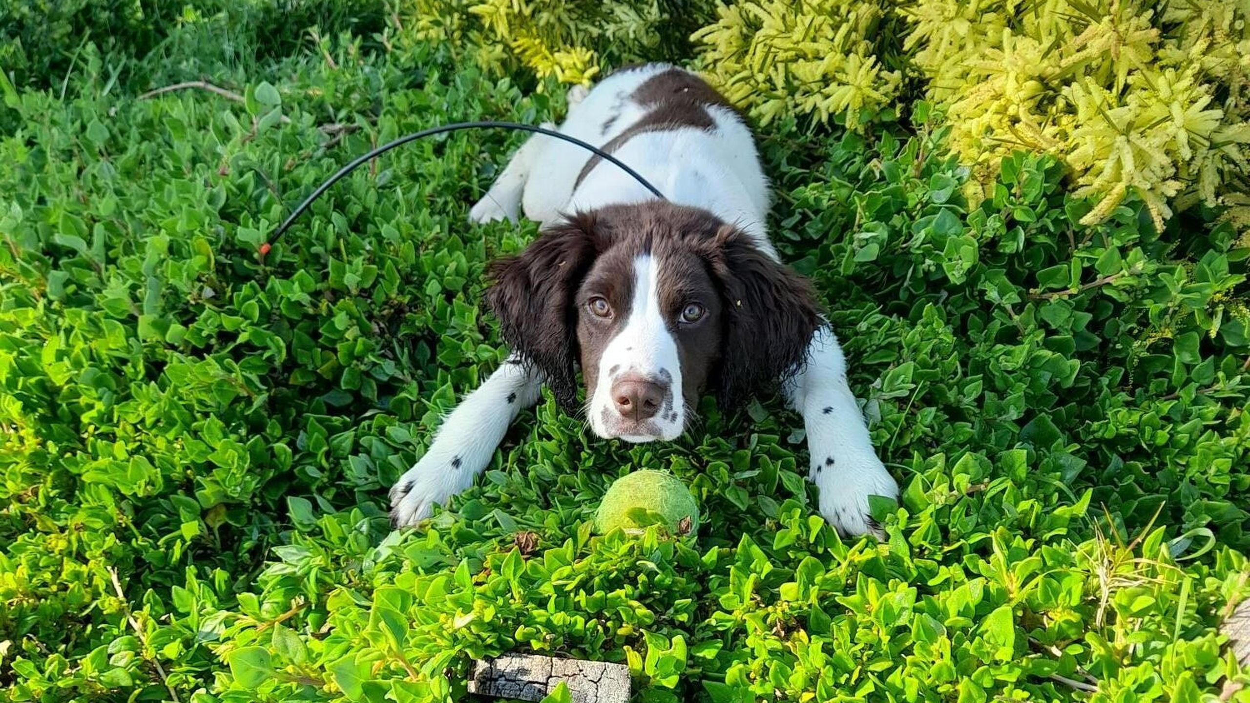 NP PI Macey training Sep 2022