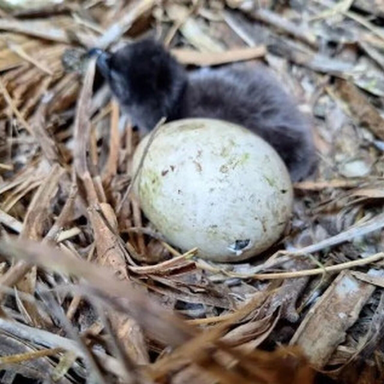 01 Penguin chick and pipping egg Resized Image Wz Qz M Swz M Thd