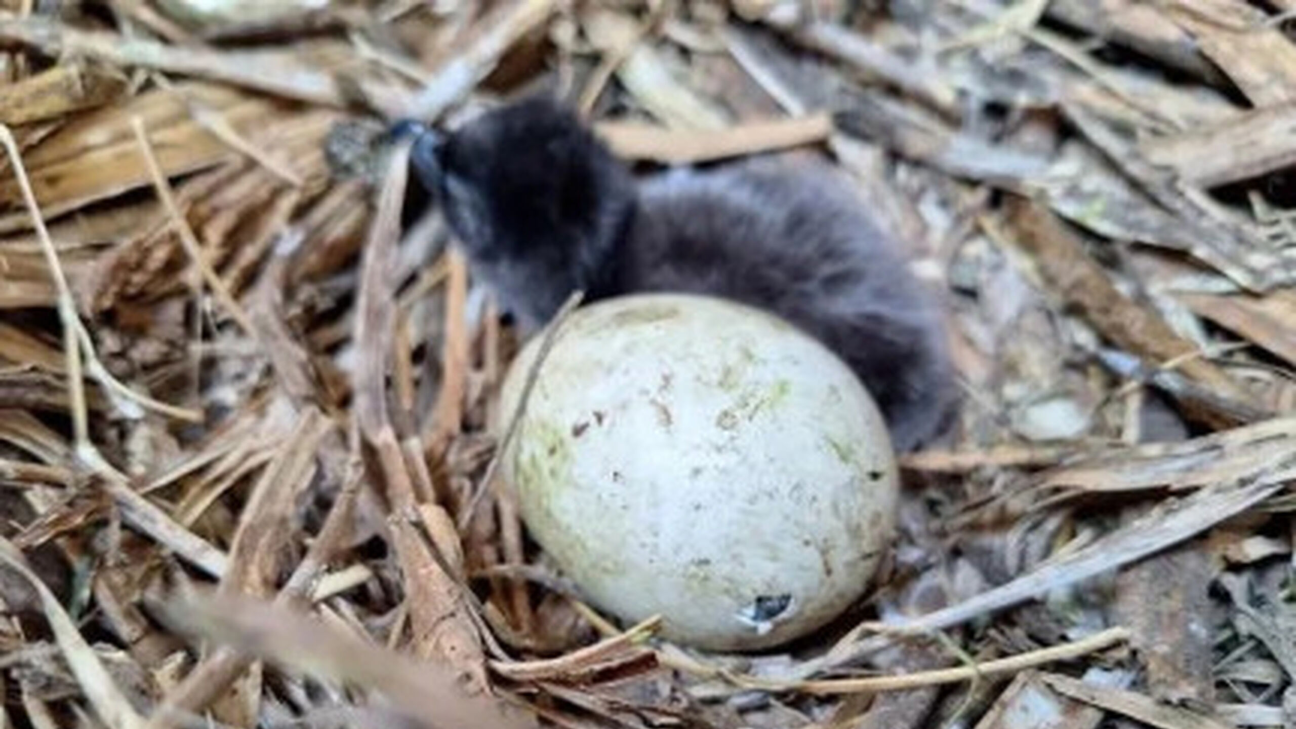 01 Penguin chick and pipping egg Resized Image Wz Qz M Swz M Thd