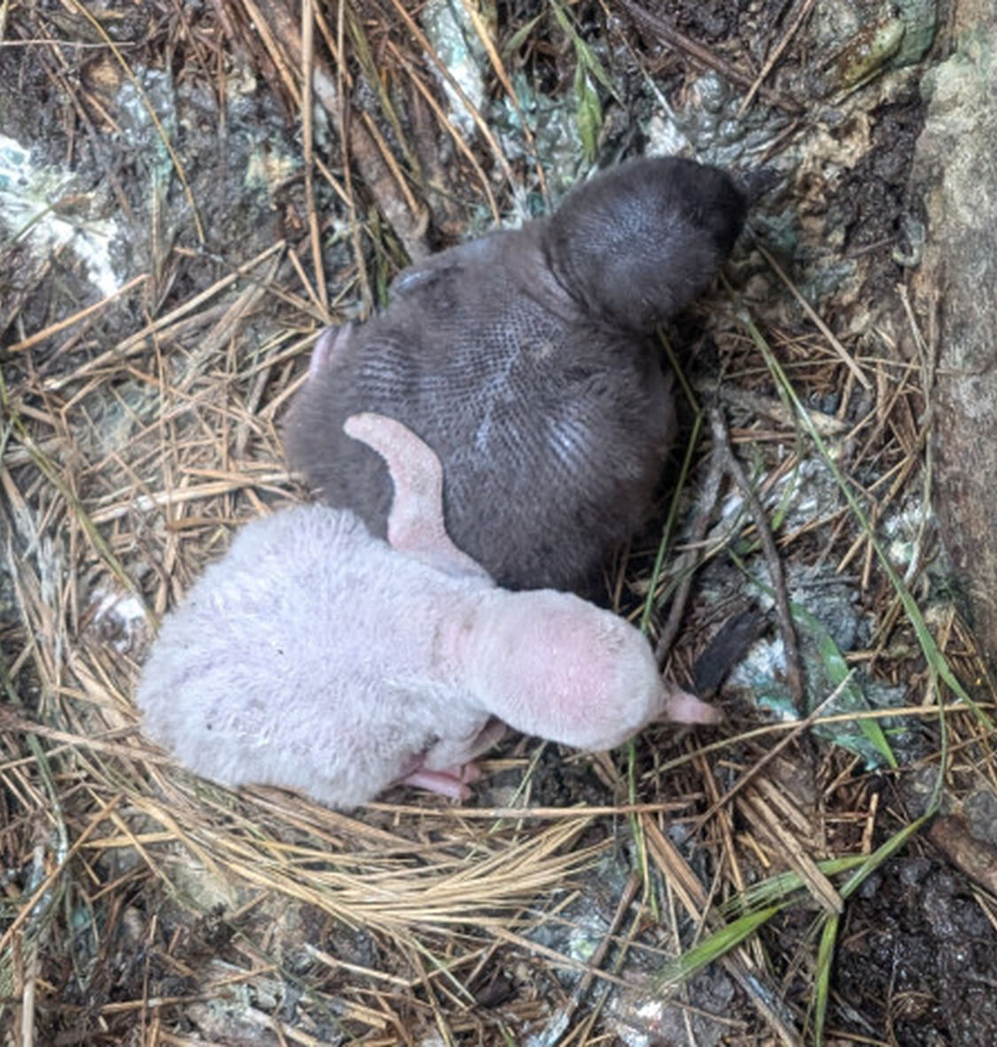 Albino penguin chick with sibling