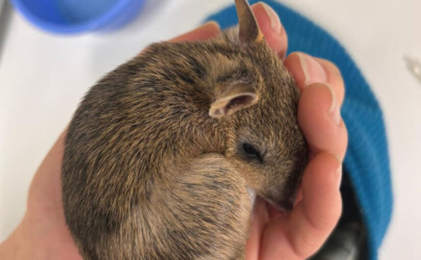 15 EBB joey Resized Image Wz Qz N Sw1 OD Fd