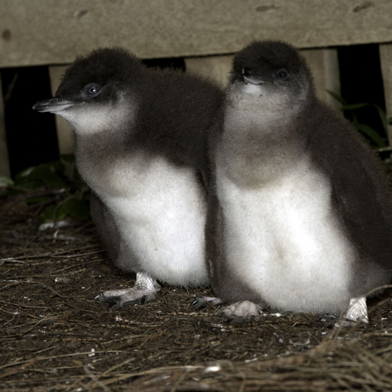 NP SP DPEPC 76 Penguin Parade crop DSC3118