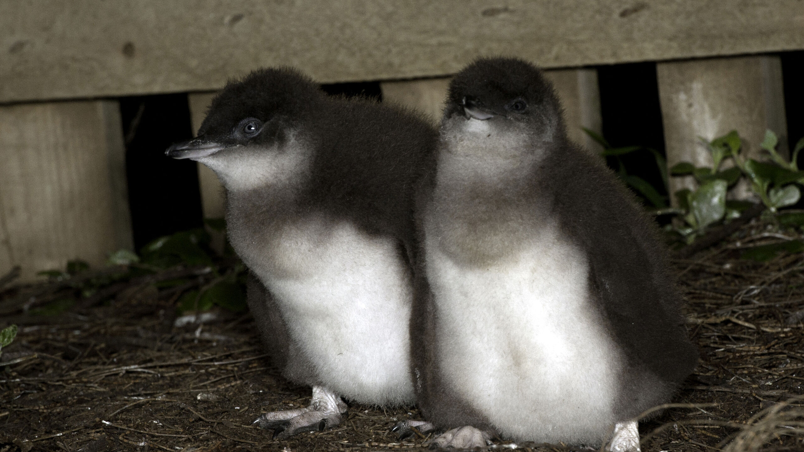 NP SP DPEPC 76 Penguin Parade crop DSC3118