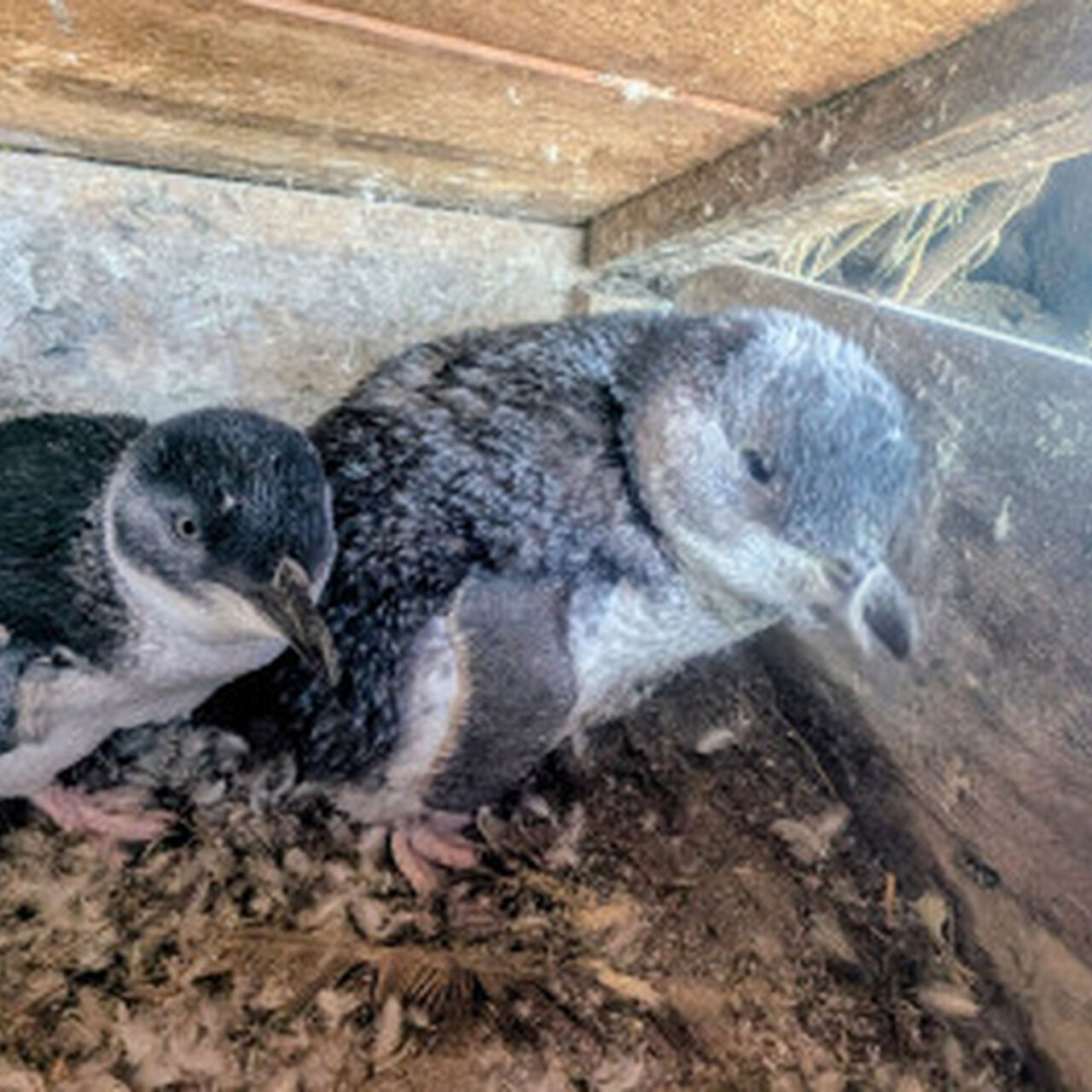 02 Penguins moulting Resized Image Wz Q3 M Swy Nj Vd