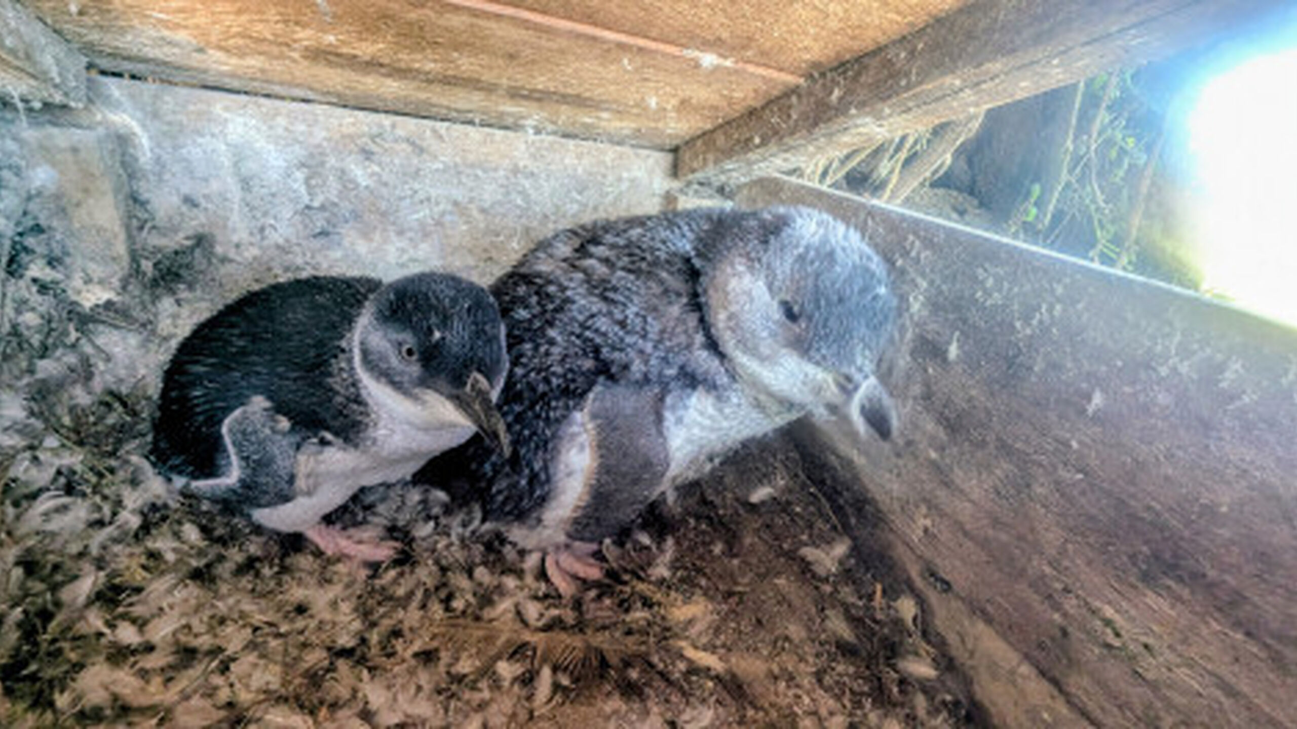 02 Penguins moulting Resized Image Wz Q3 M Swy Nj Vd