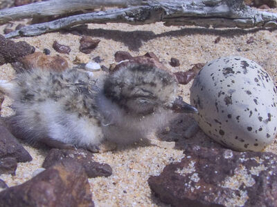 Species - Hooded Plover - Penguin Foundation - Phillip Island