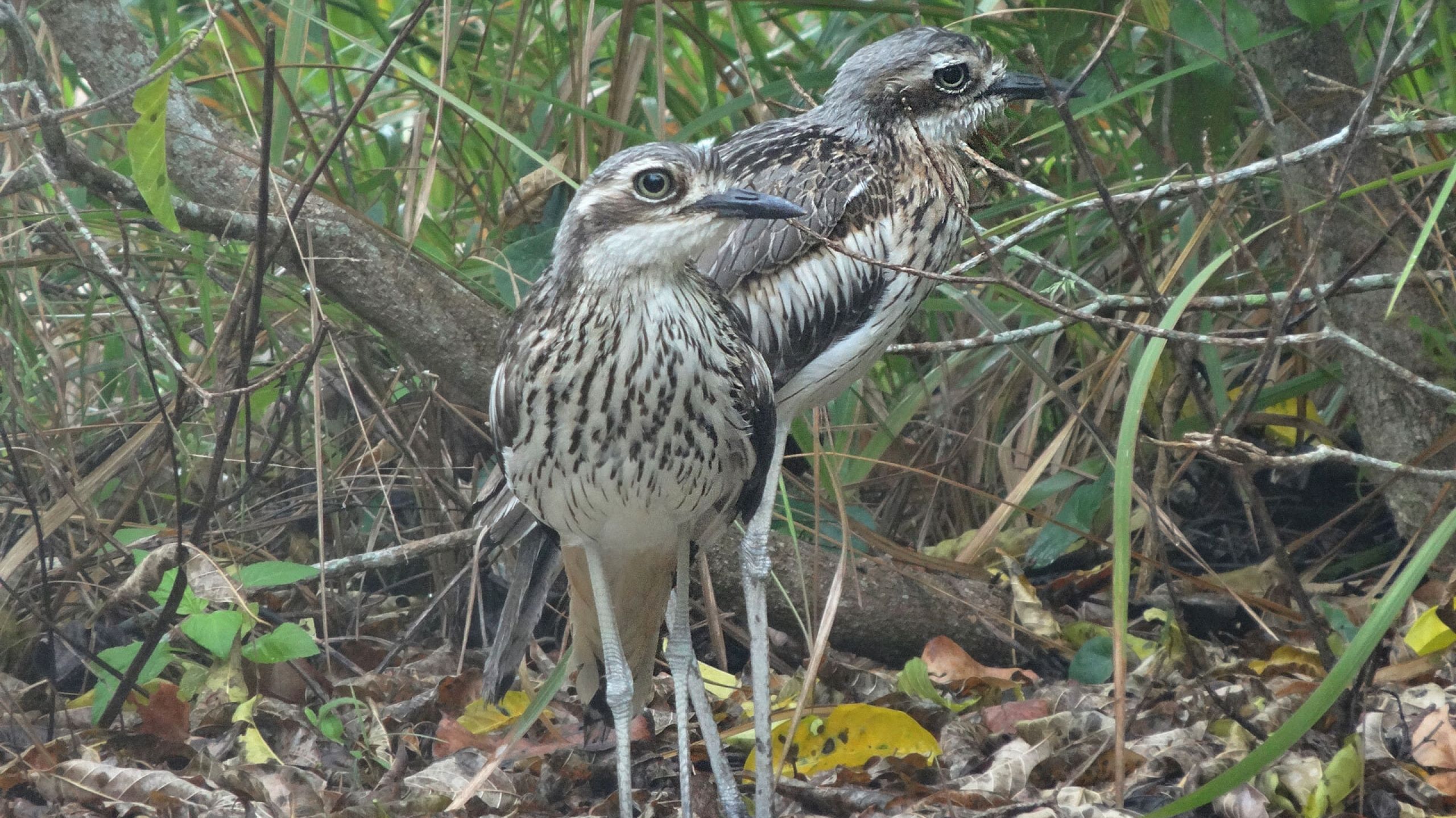 A good-looking bird: the bush stone-curlew that loves its own