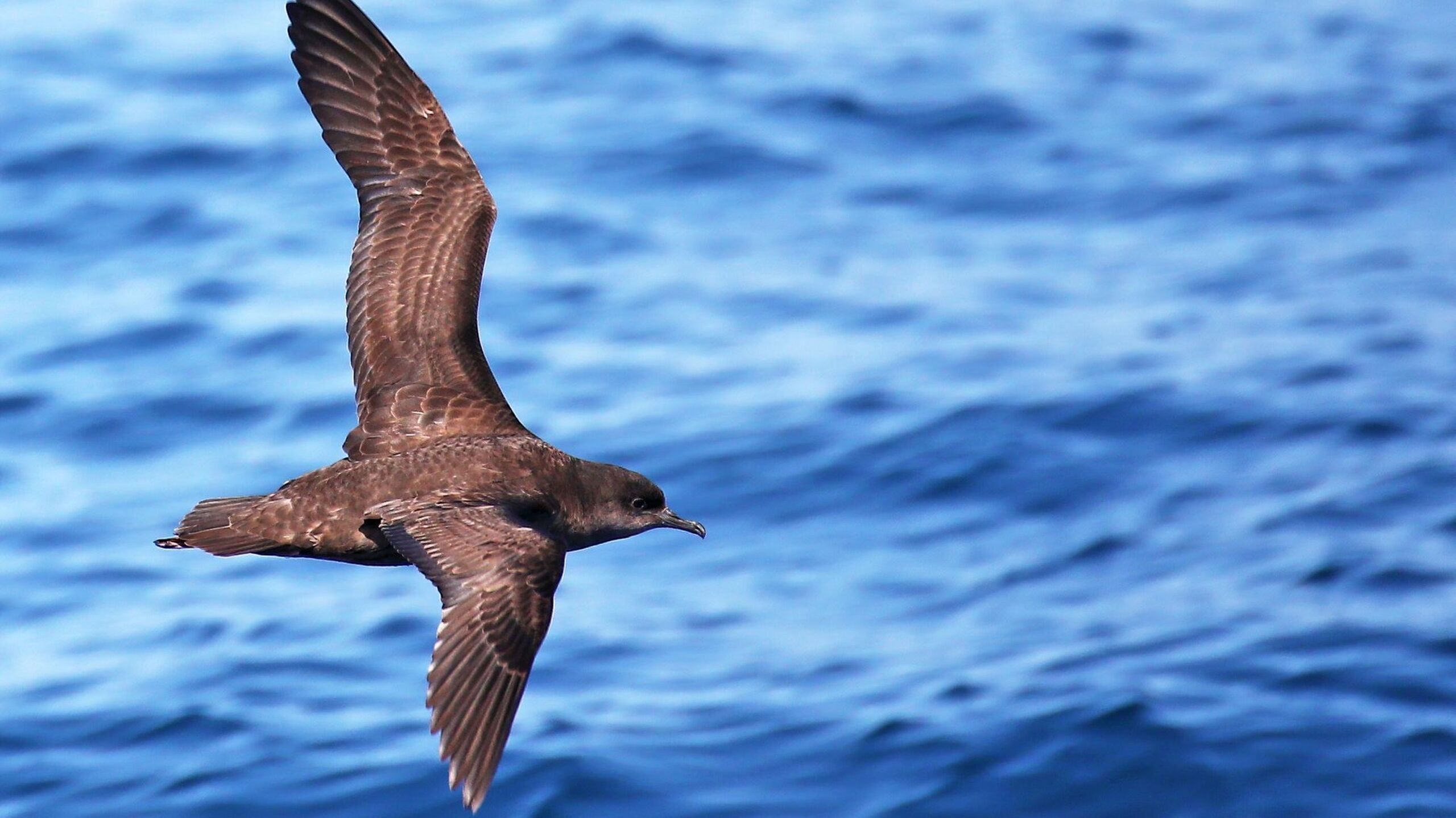 Short tailed shearwater