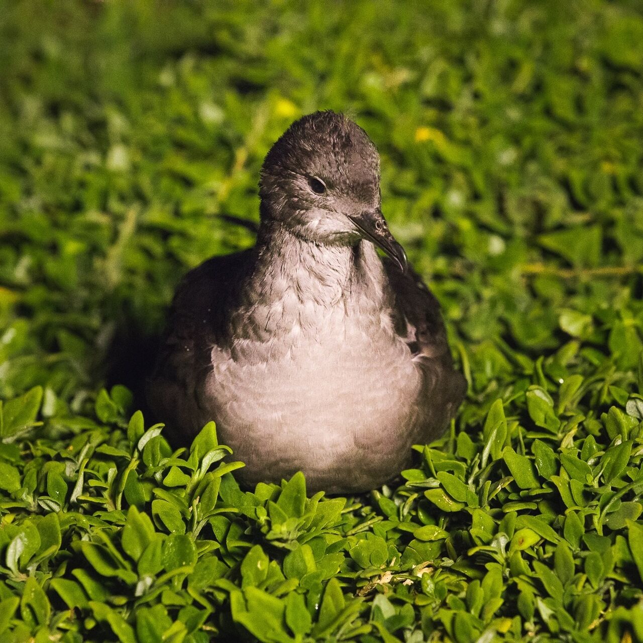 Short tailed shearwater 1