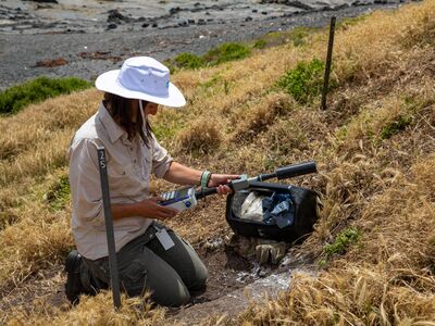 Species - Penguins - Research